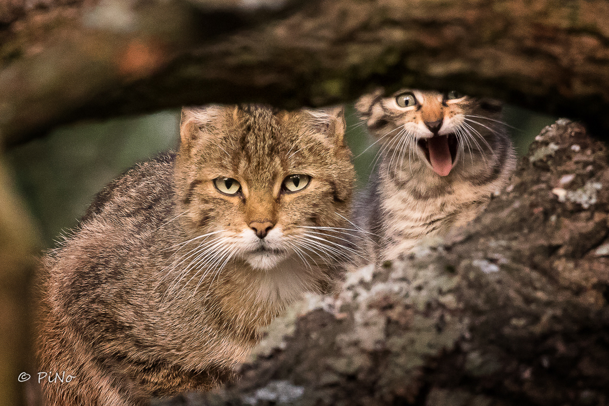 Europese Wilde Kat