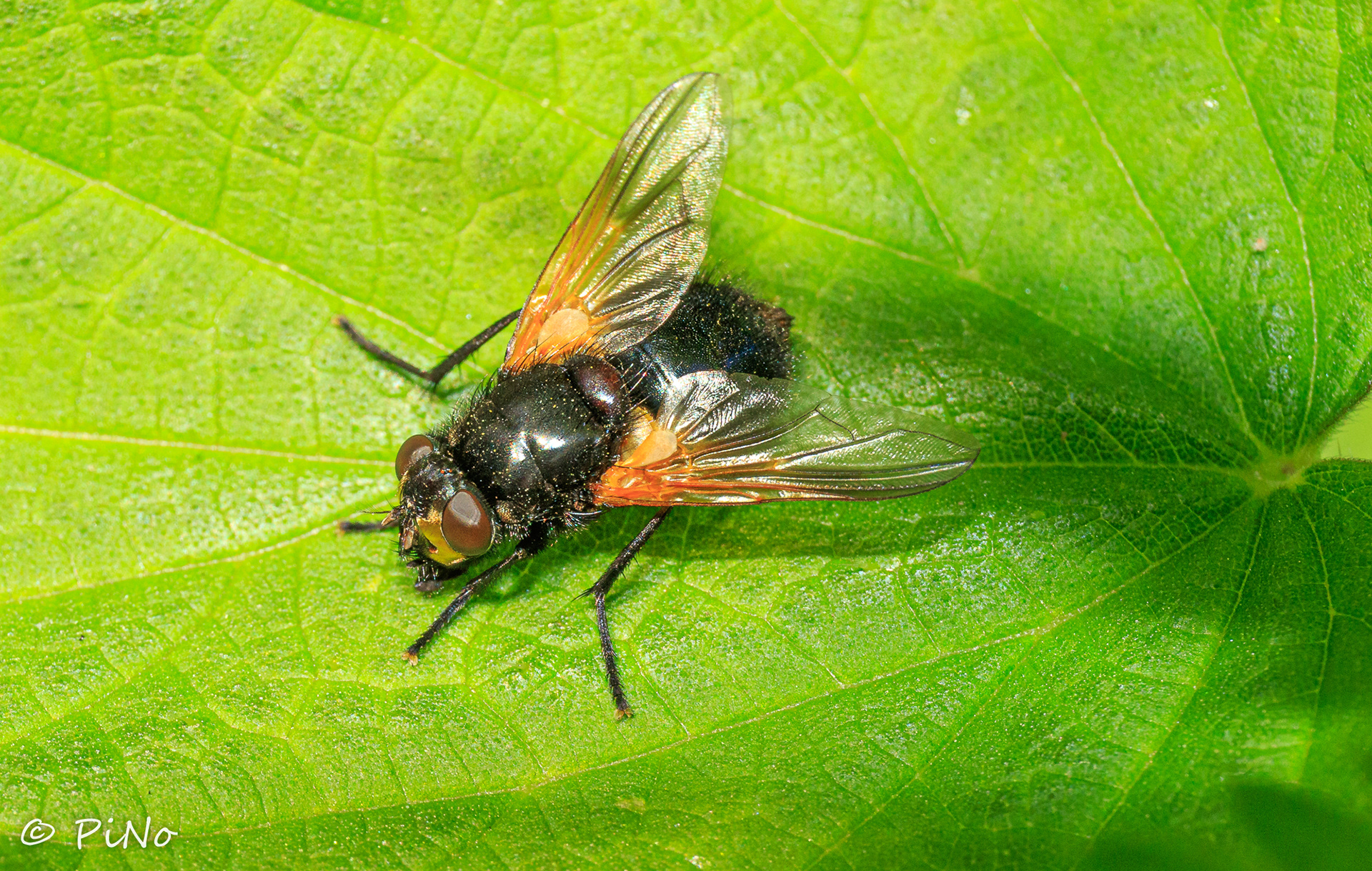 Schorsvlieg