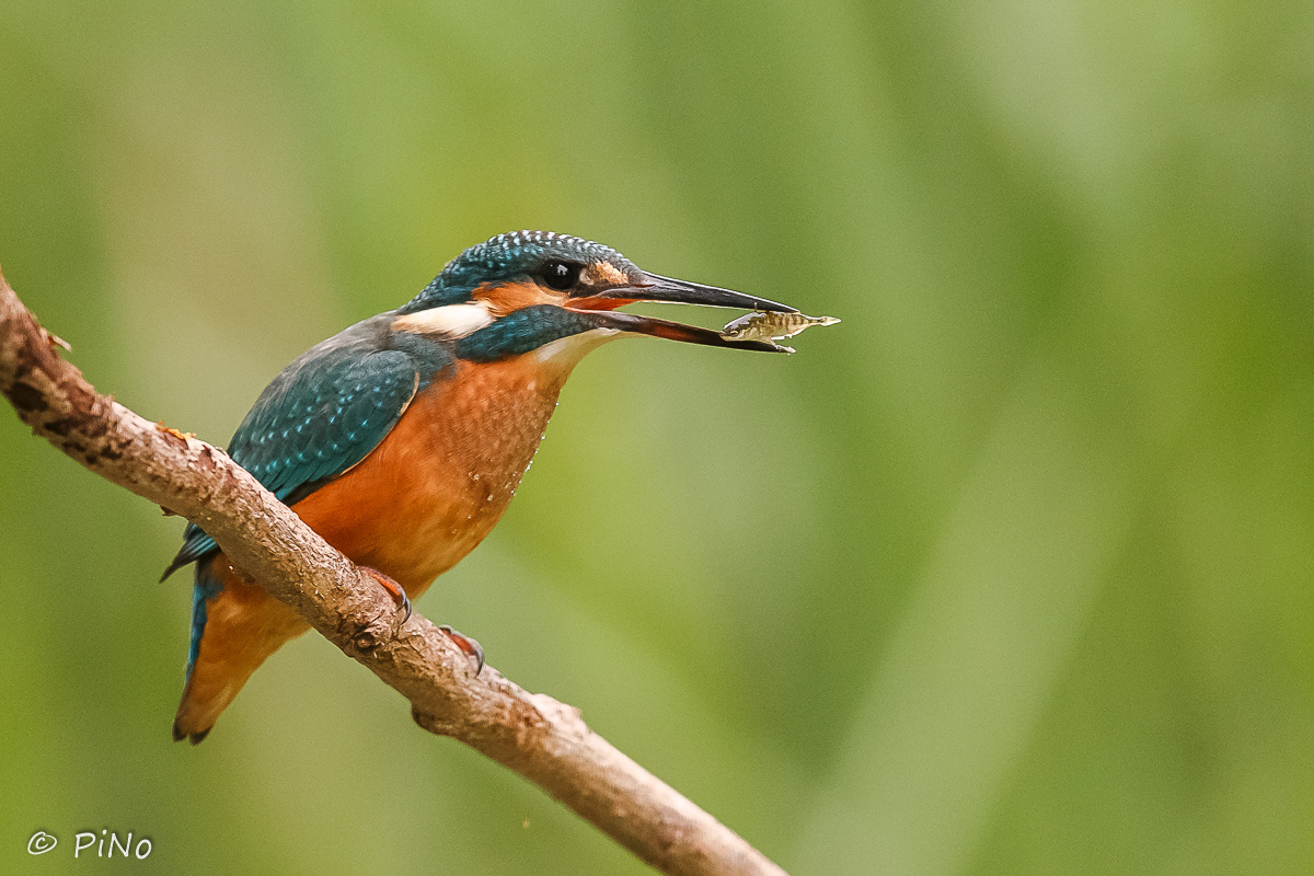 IJsvogel