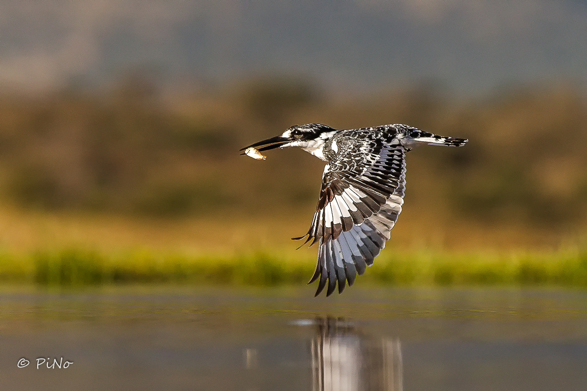 Bonte IJsvogel
