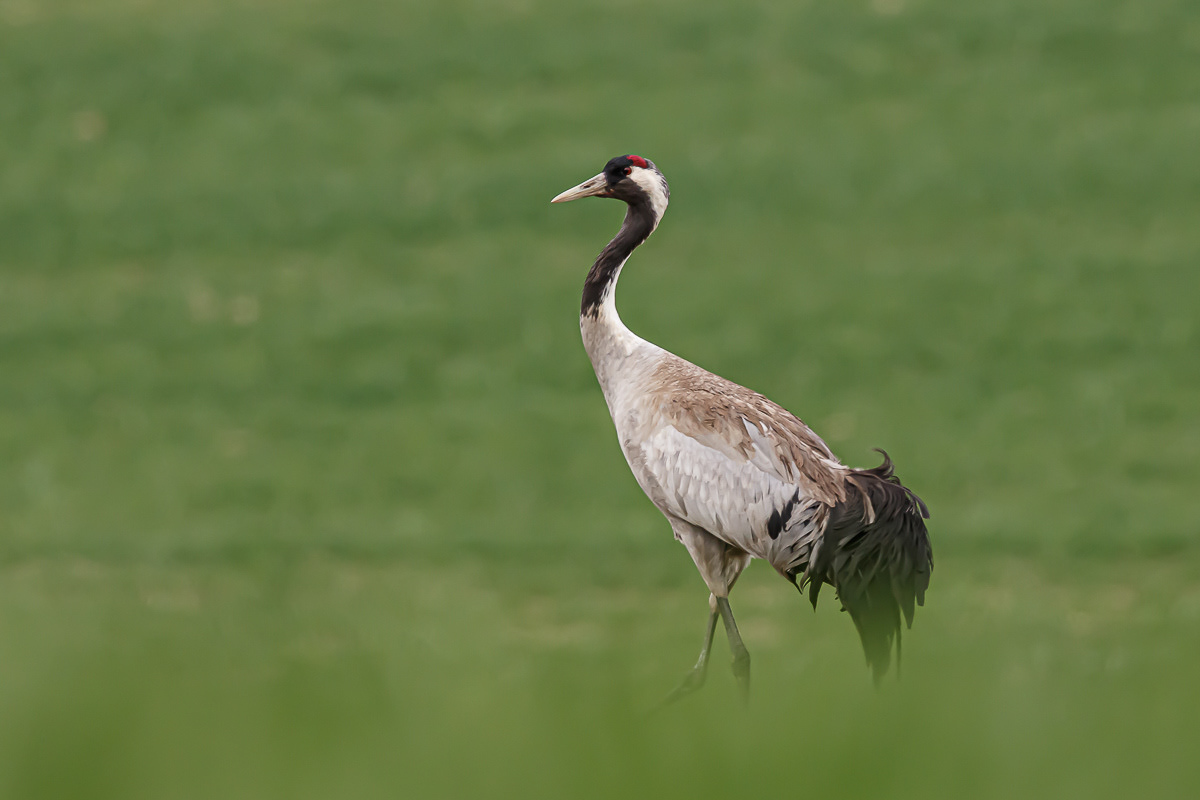 Kraanvogel