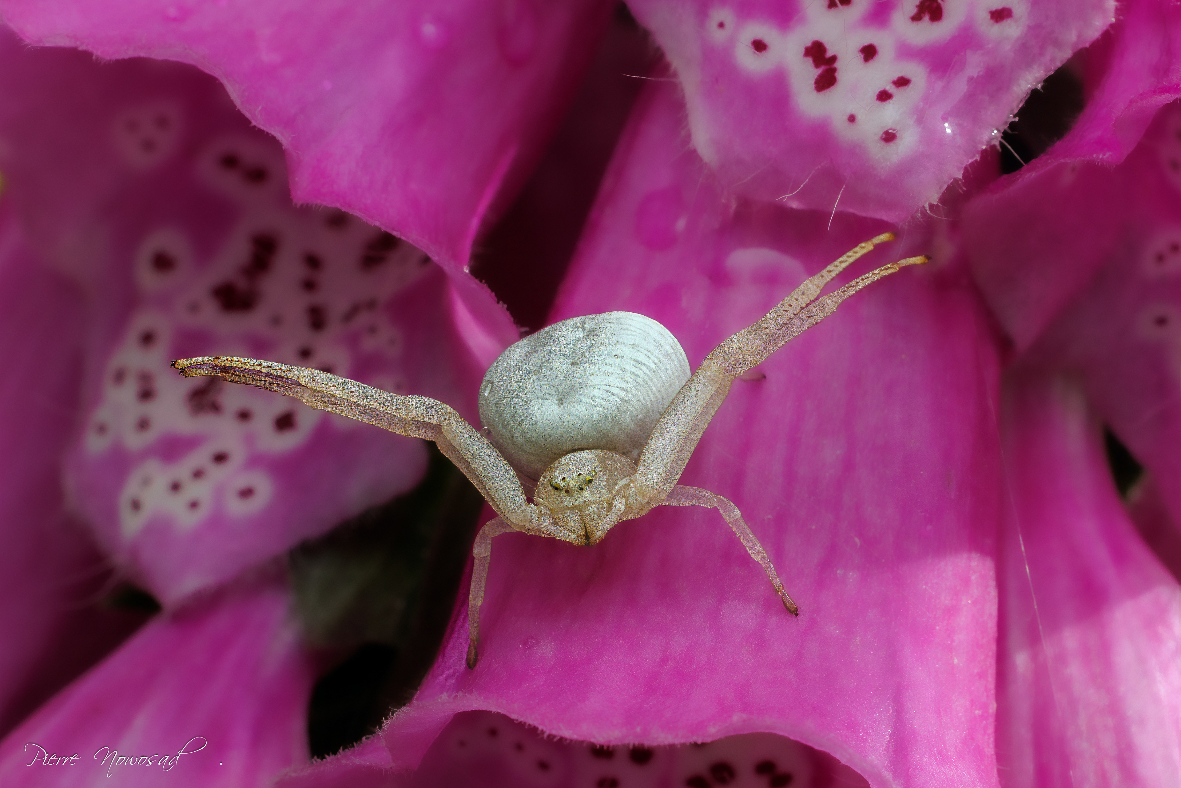 Kameleonspin