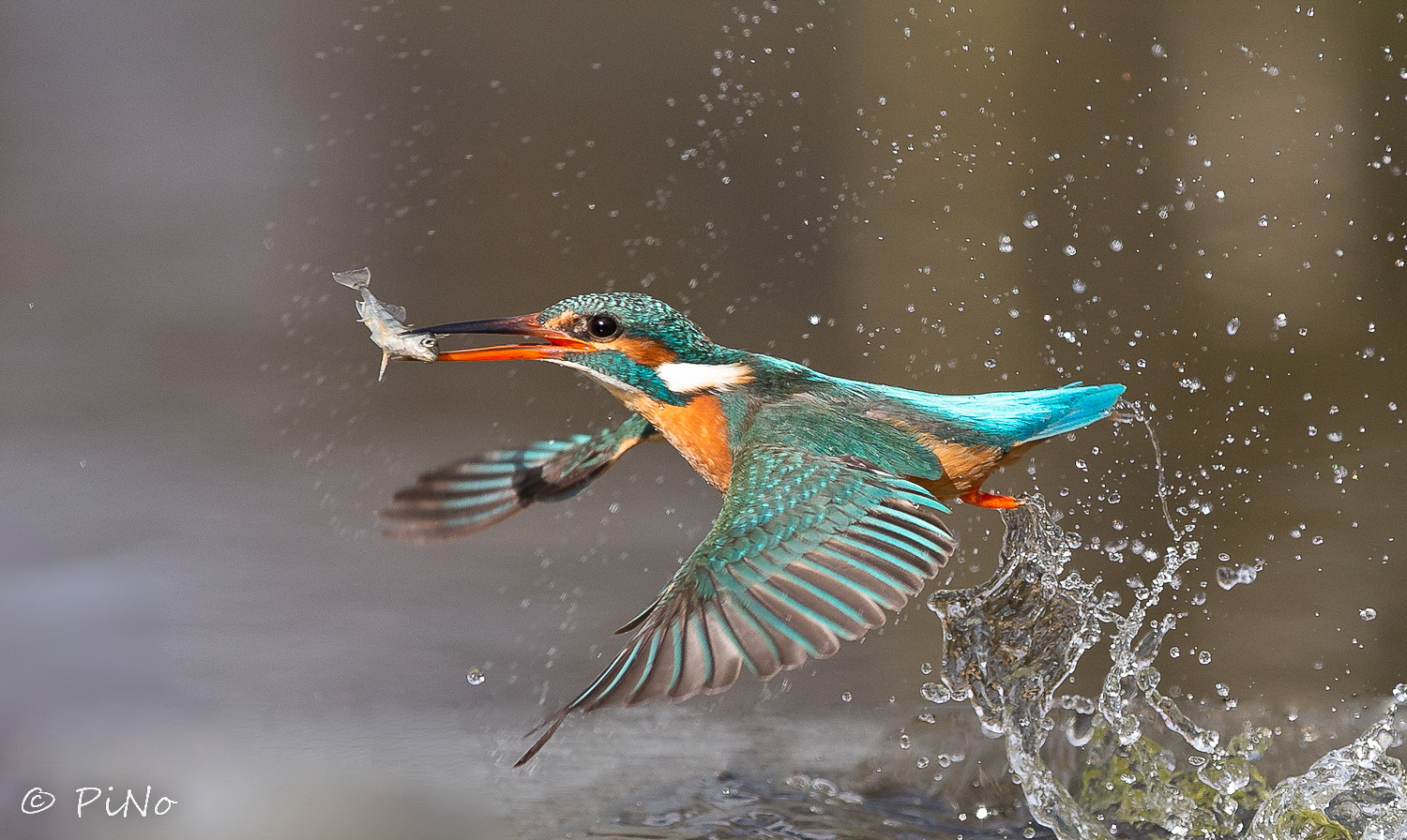 IJsvogel