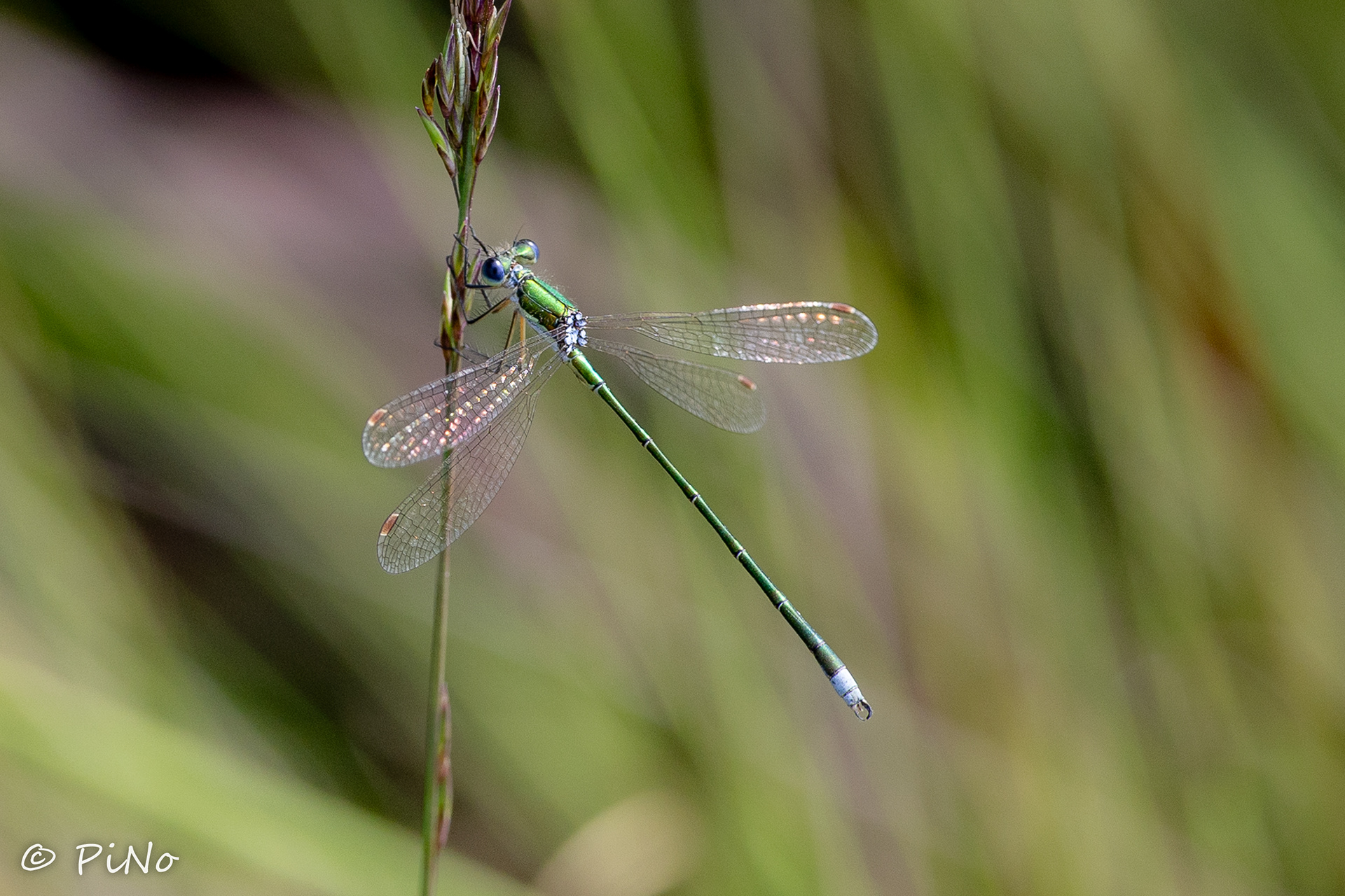 Tengere Pantserjuffer ( Lestes virens )