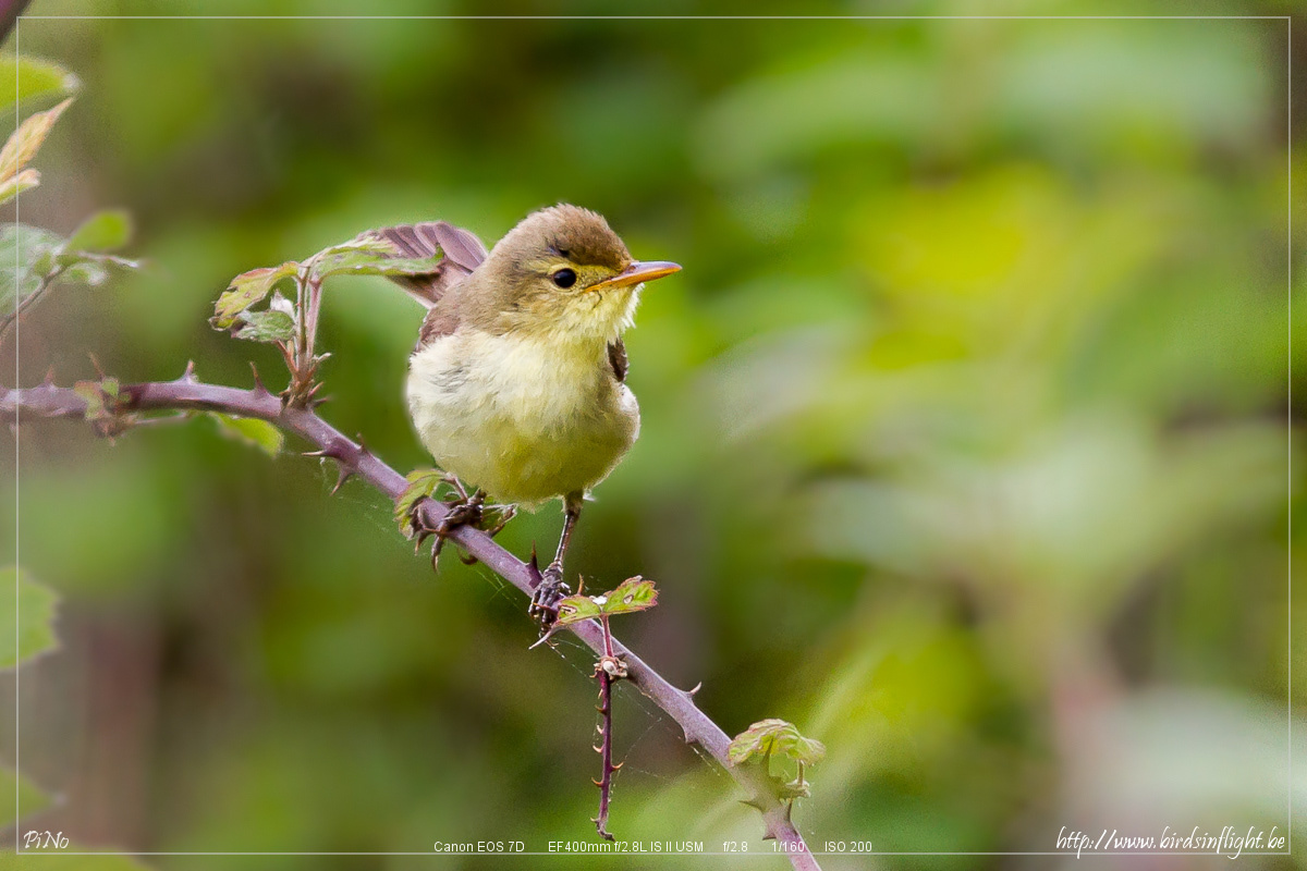 Orpheusspotvogel