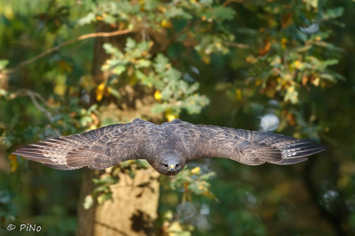 Buizerd