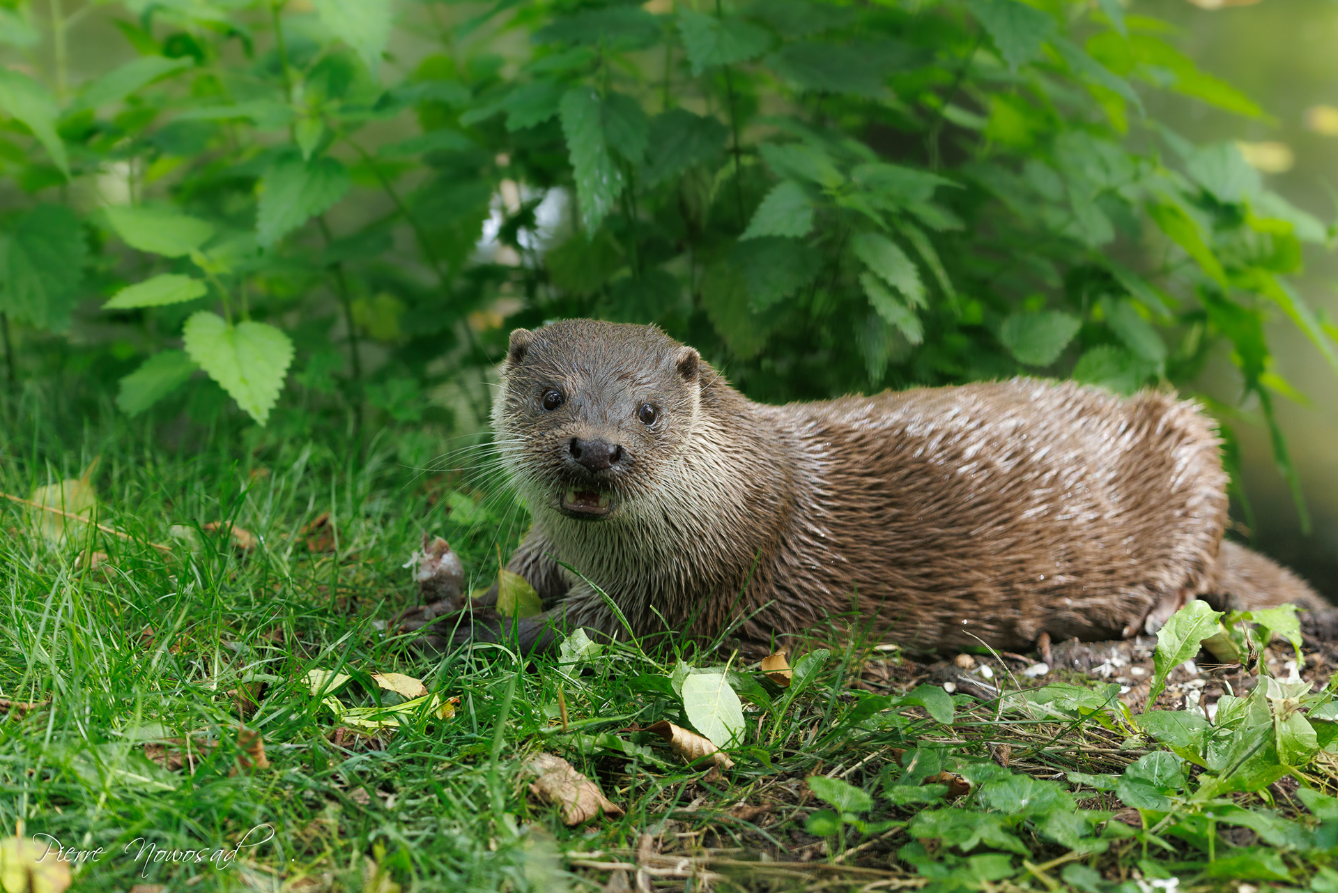 Europese Otter