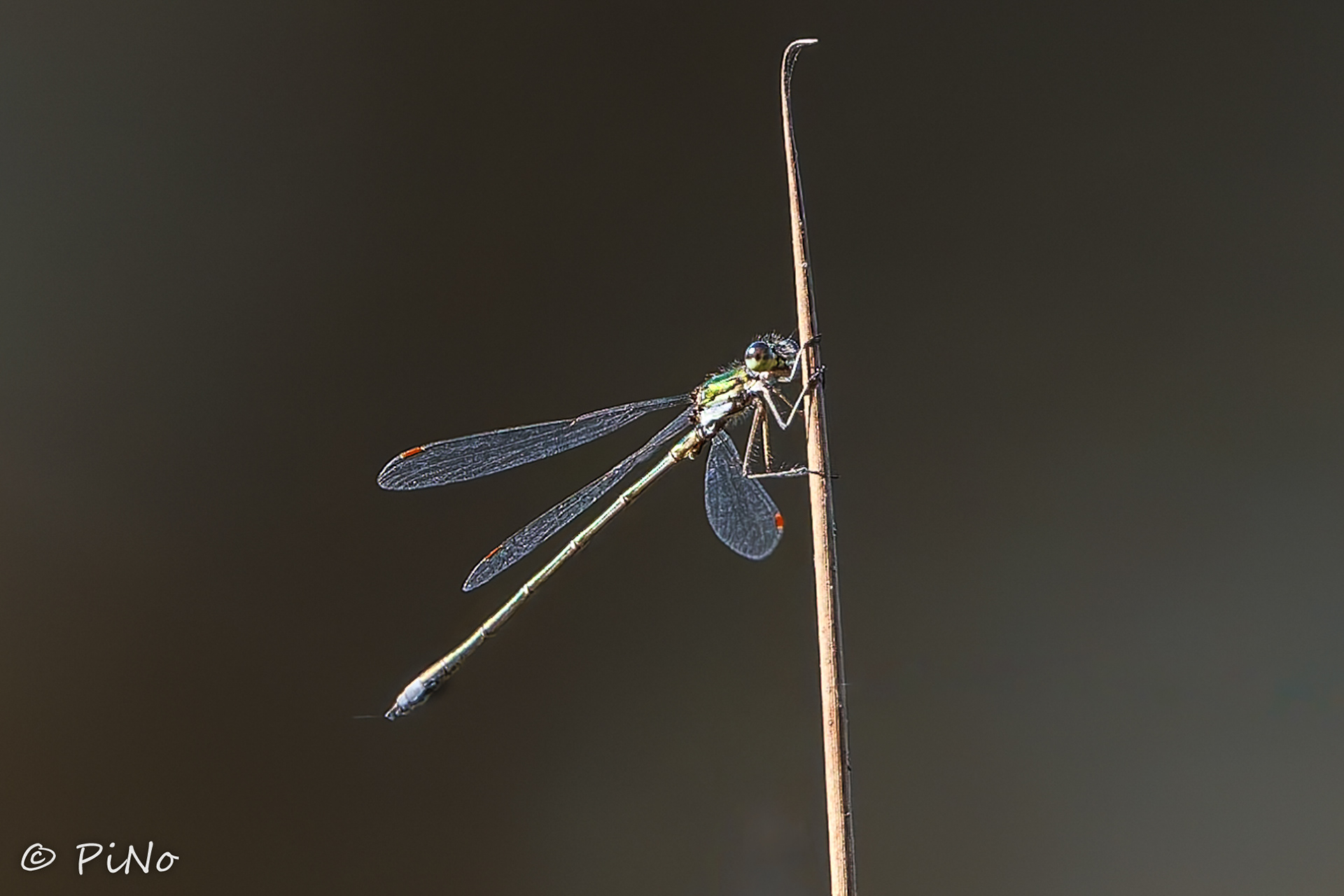 Houtpantserjuffer ( Chalcolestes viridis)