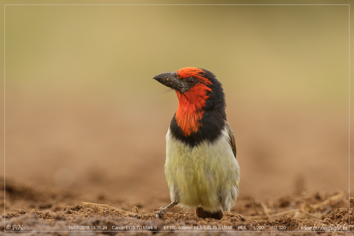 Zwarte Halsbaardvogel