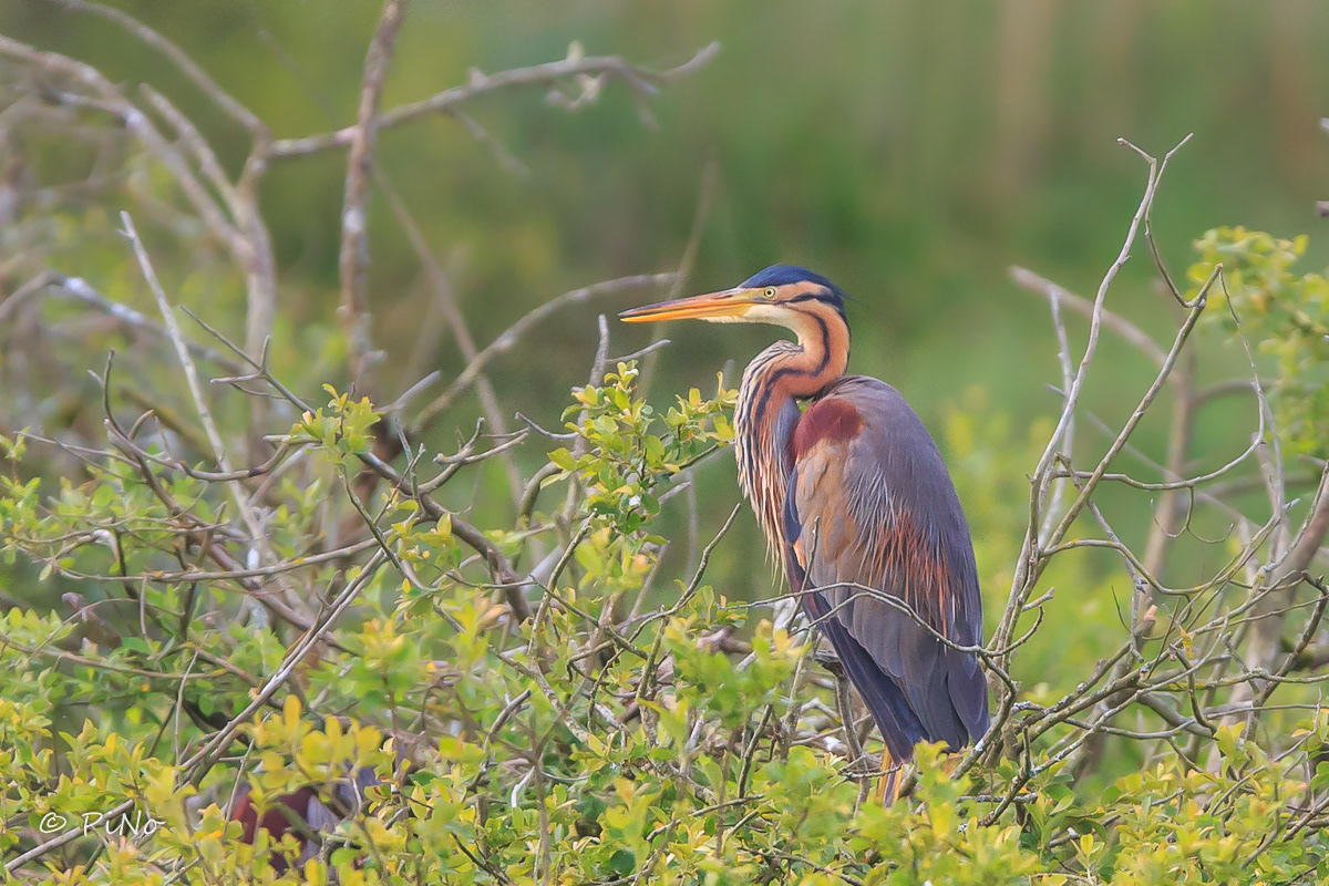 Purperreiger