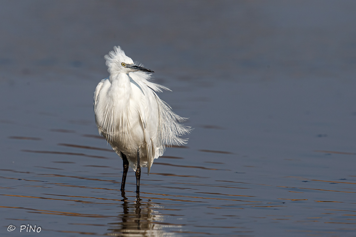 Kleine Zilverreiger