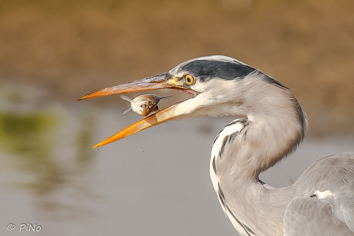 Blauwe Reiger