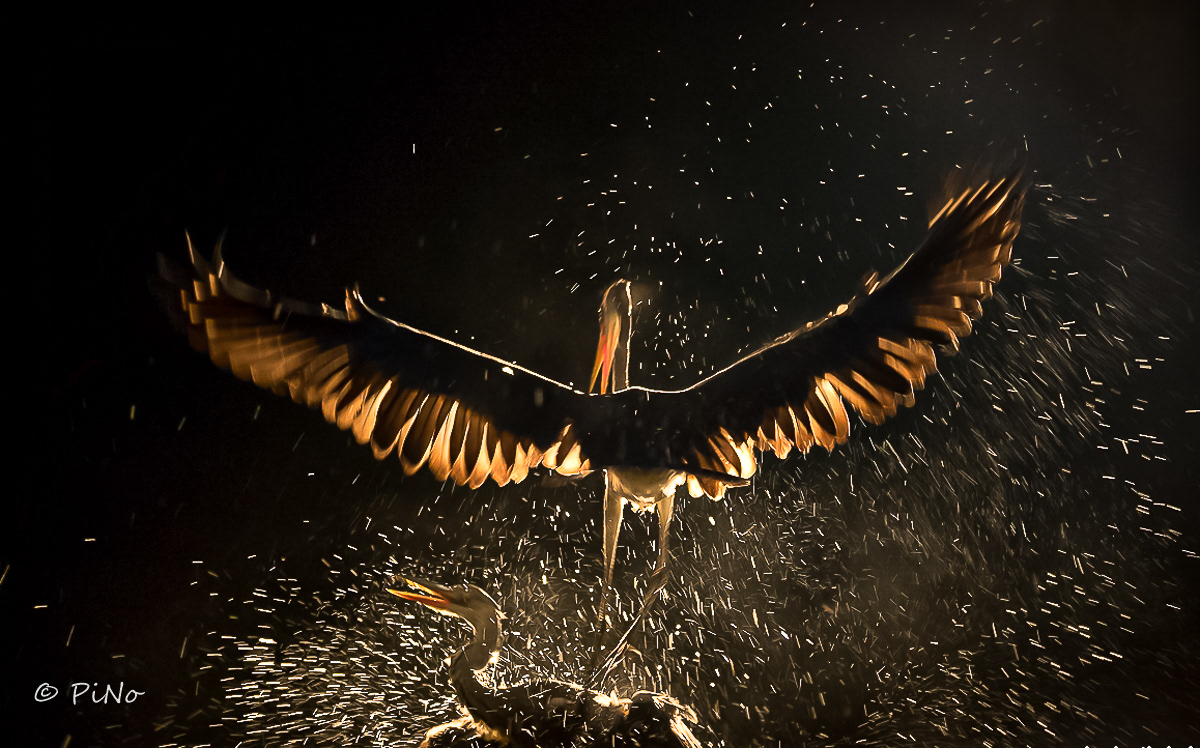 Blauwe Reiger