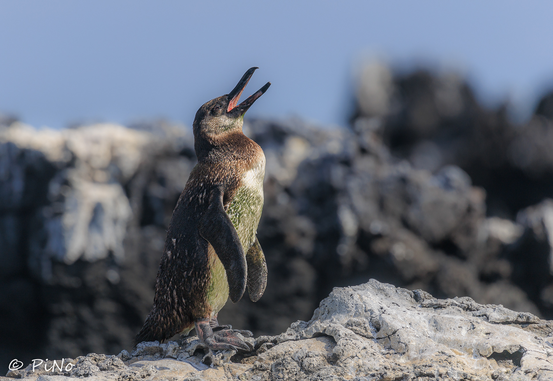 Galapagos Pinguin