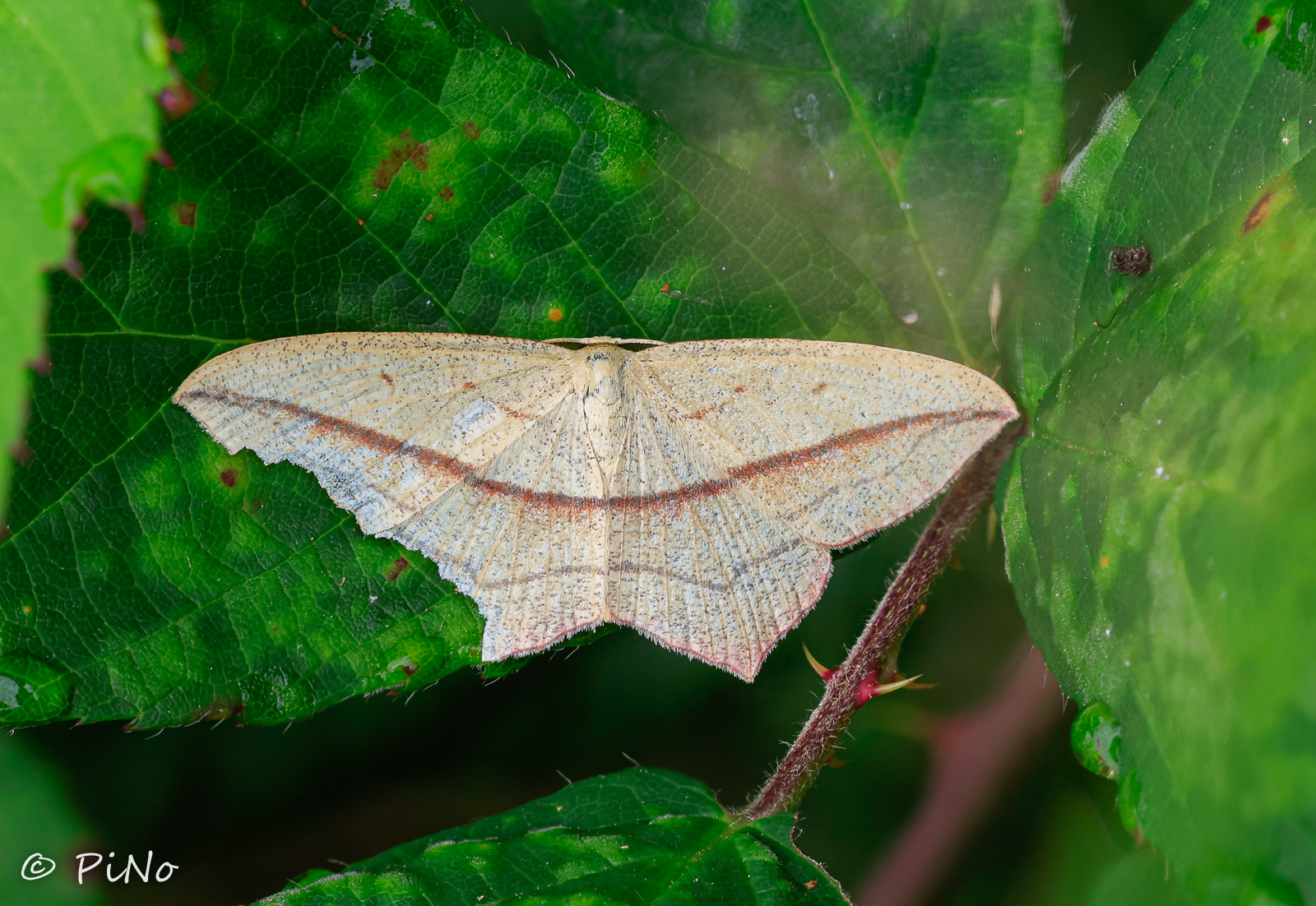 lieveling (Timandra comae)