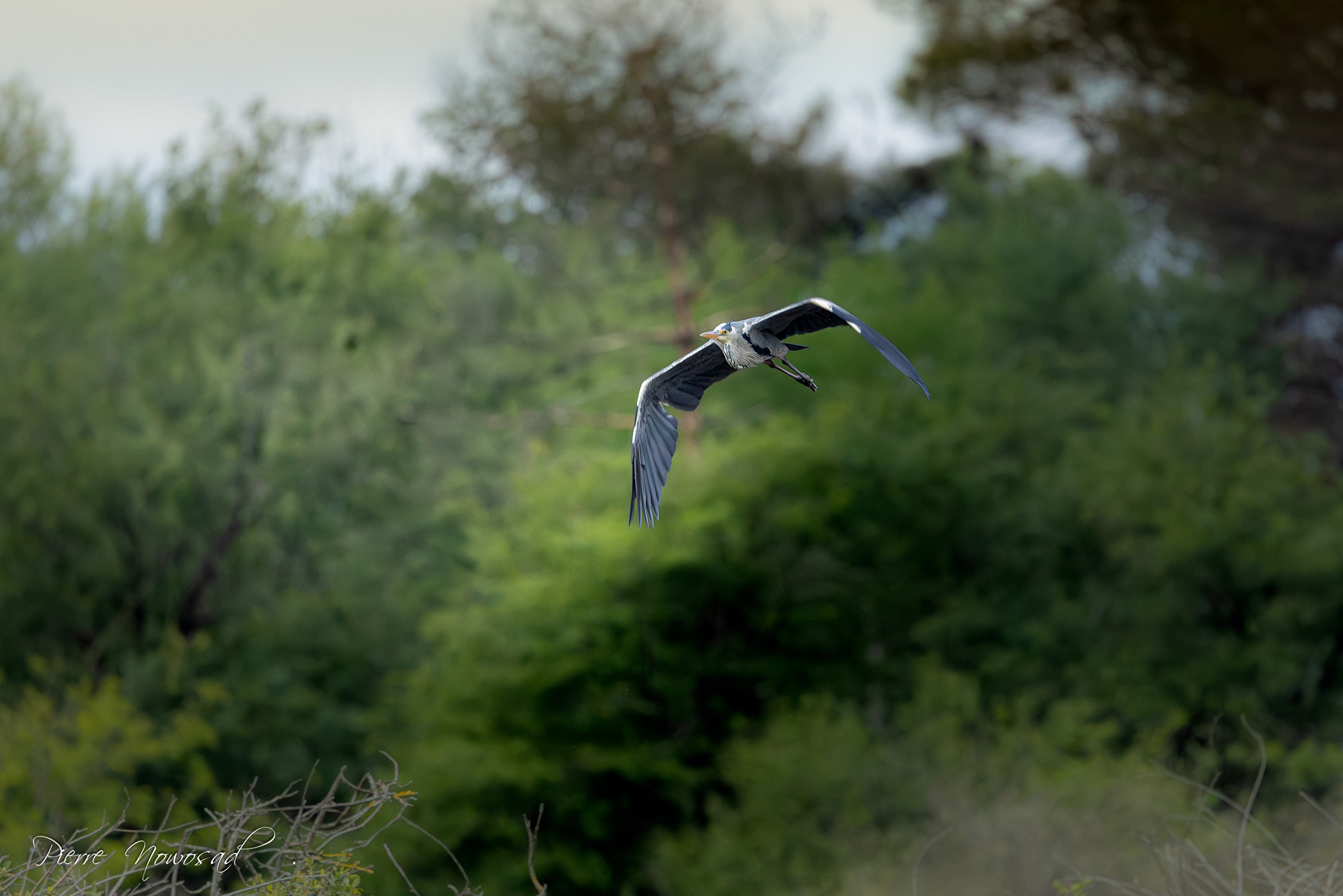 Blauwe Reiger