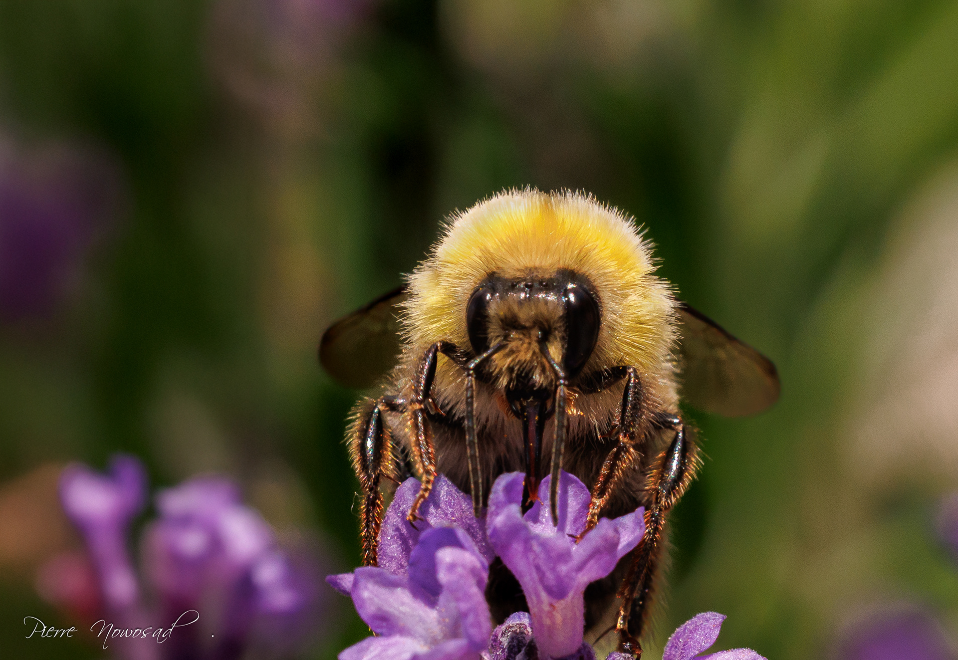 Veldhommel
