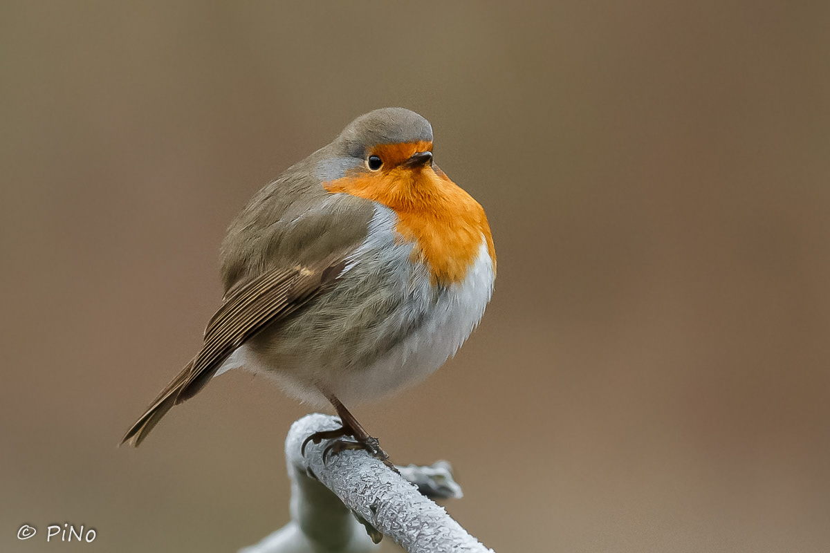Roodborst
