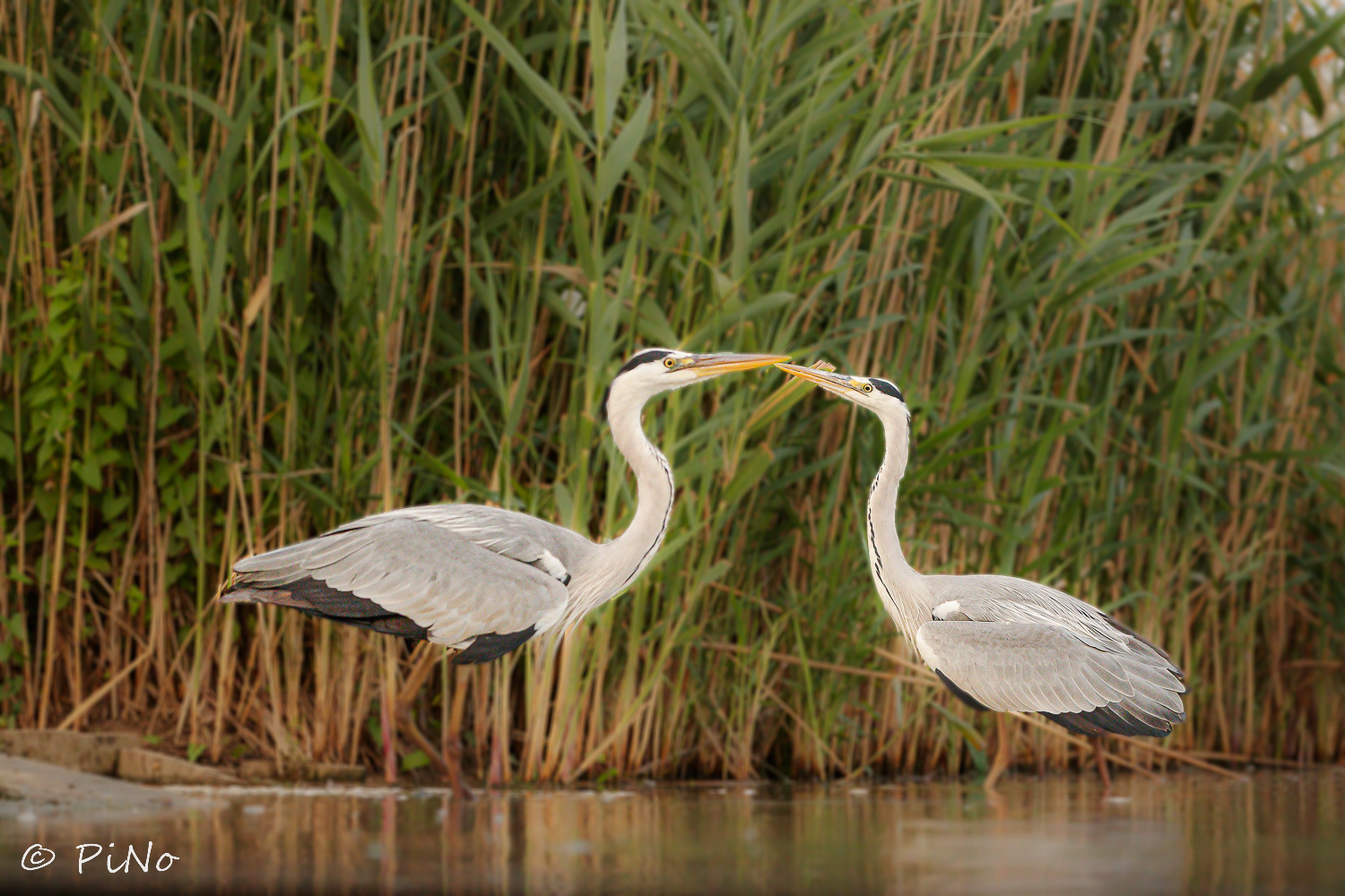 Blauwe Reiger