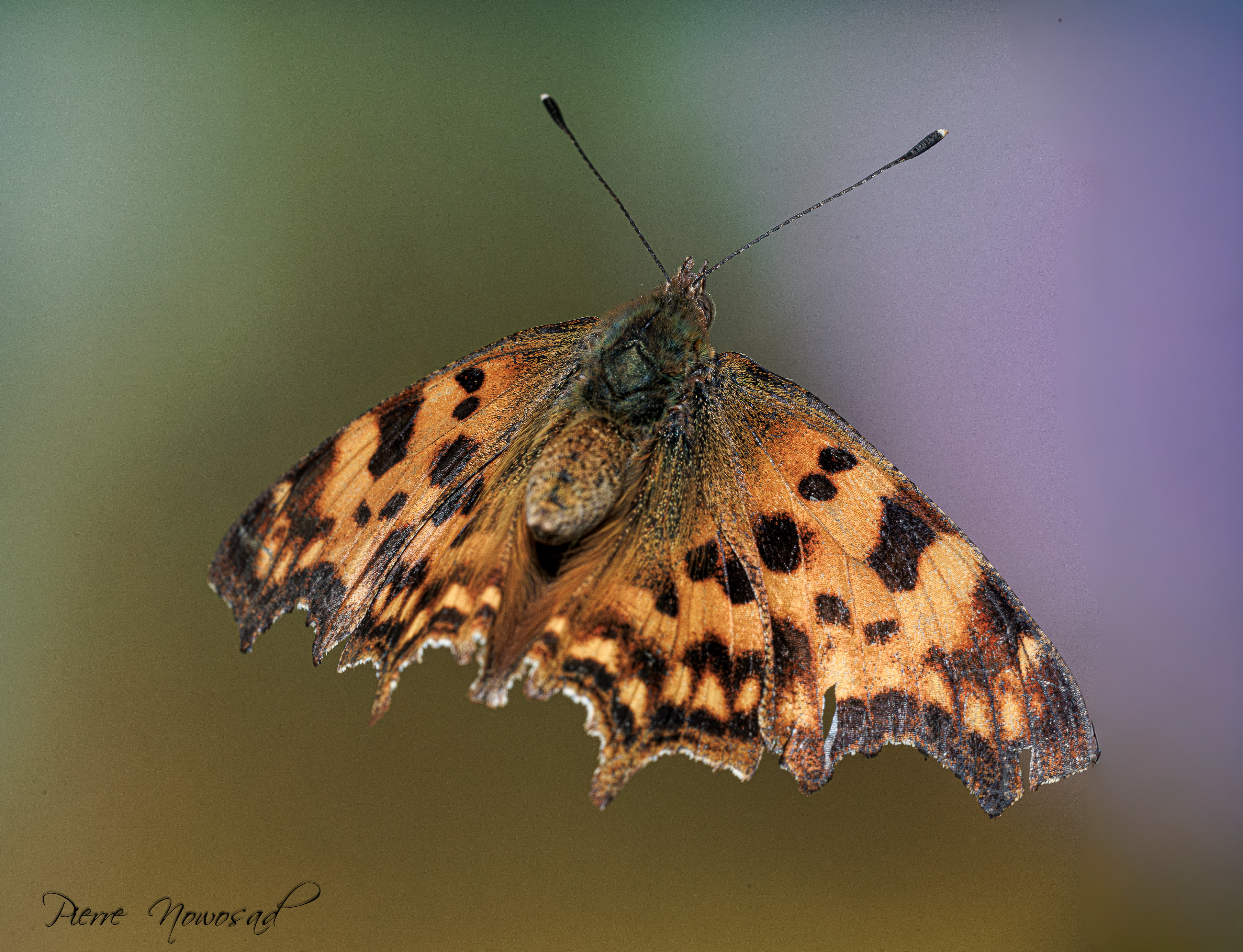Aurelia