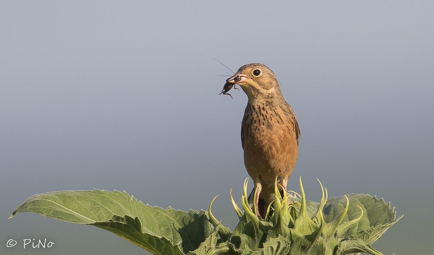 Ortolaan