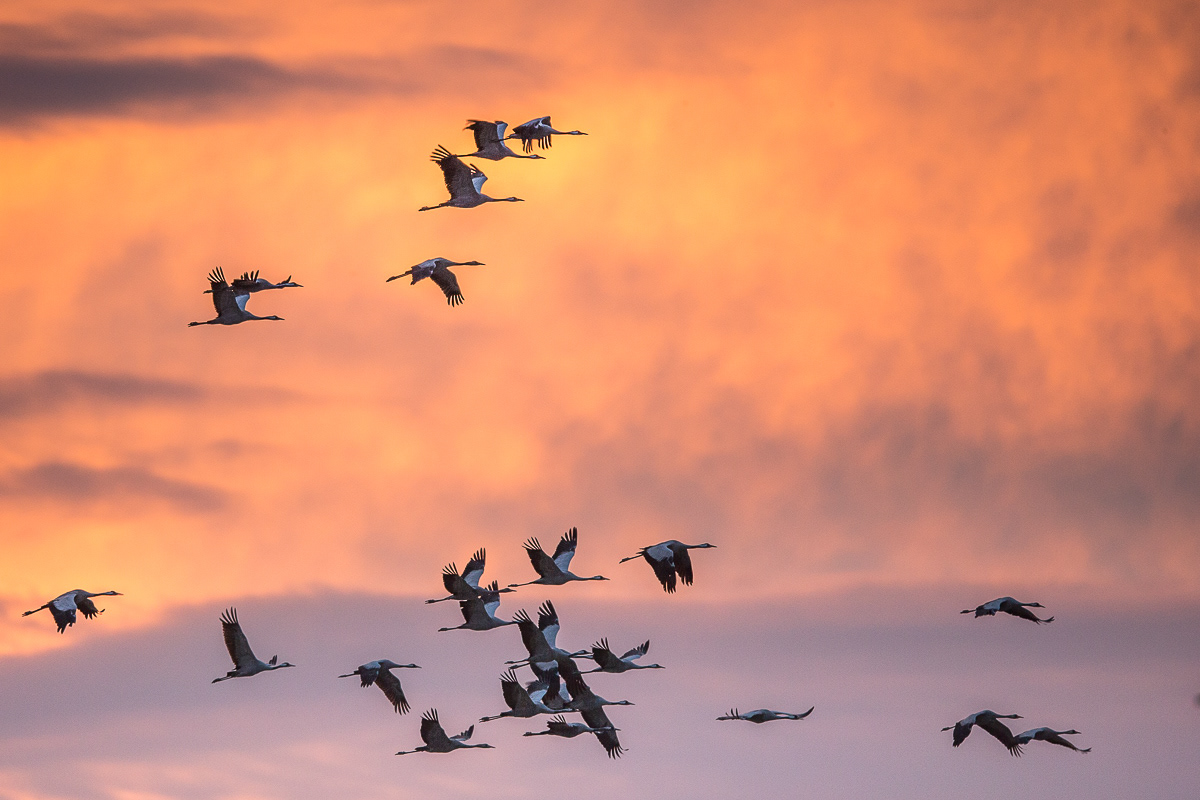 Kraanvogels