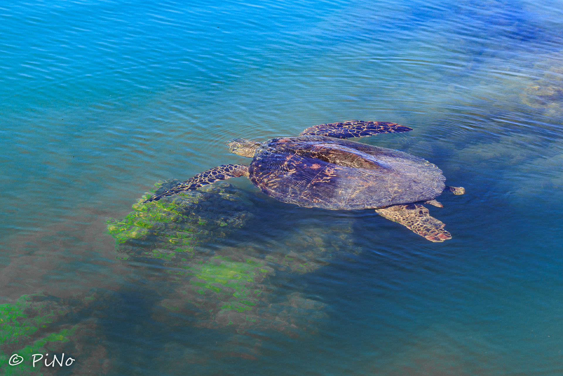 Pacific Schildpad