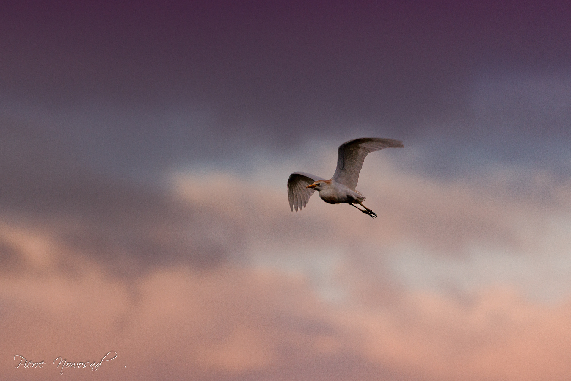 Koereiger
