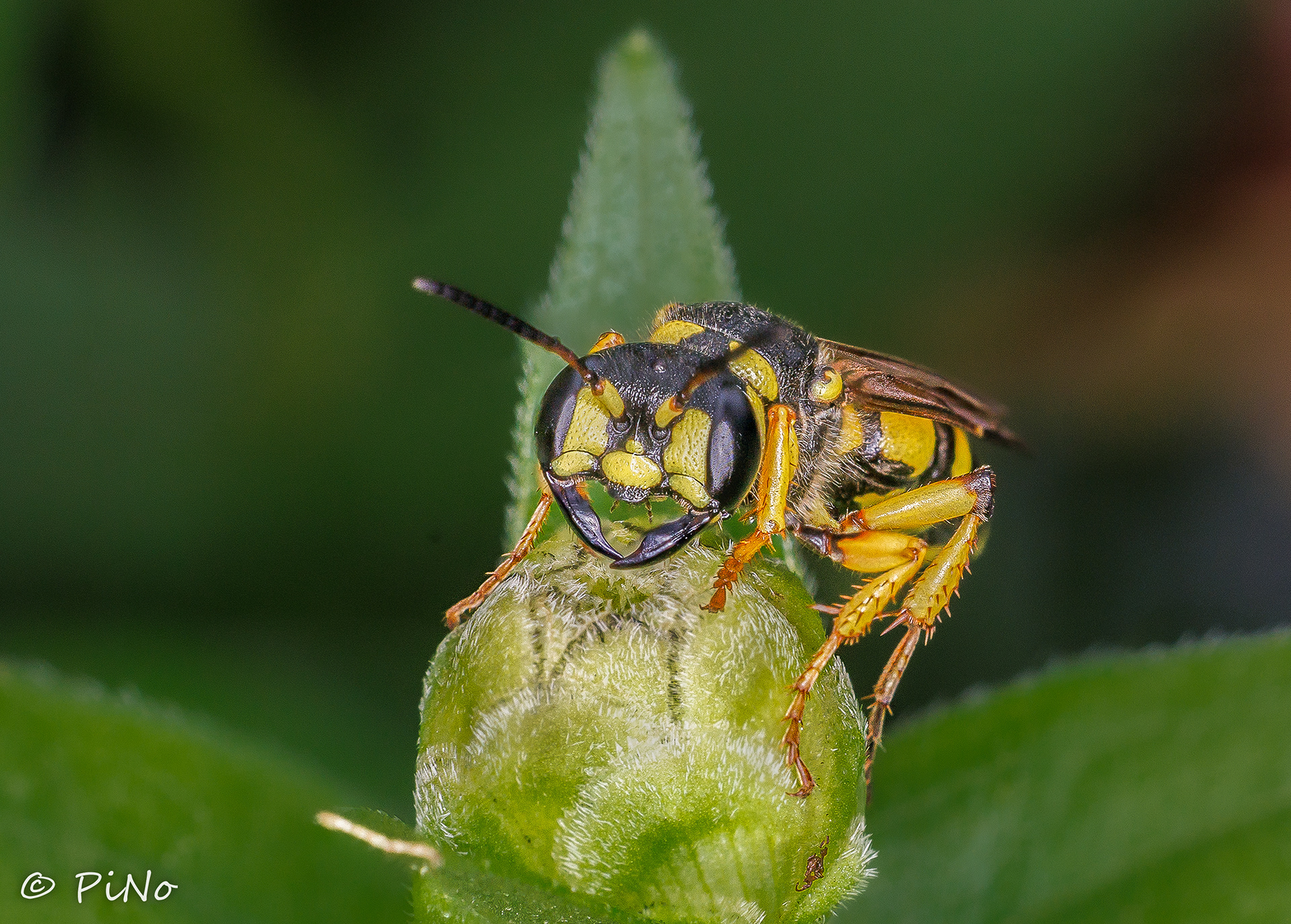 Grote Snuittordoder