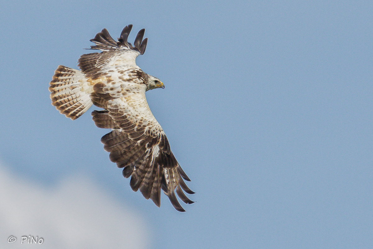 Buizerd