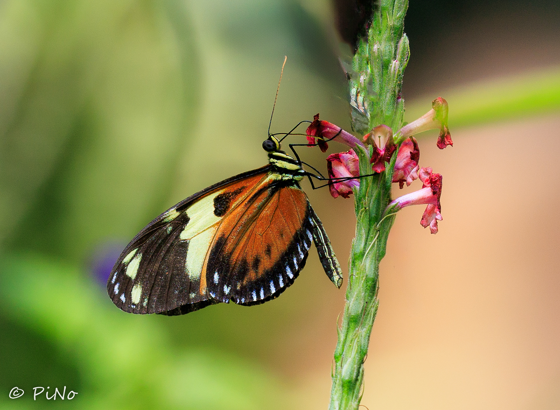 Heliconius ismenius