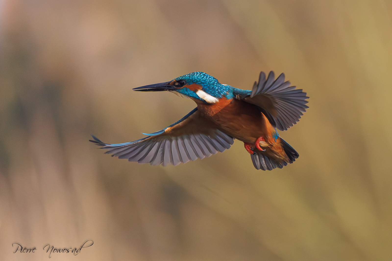 IJsvogel