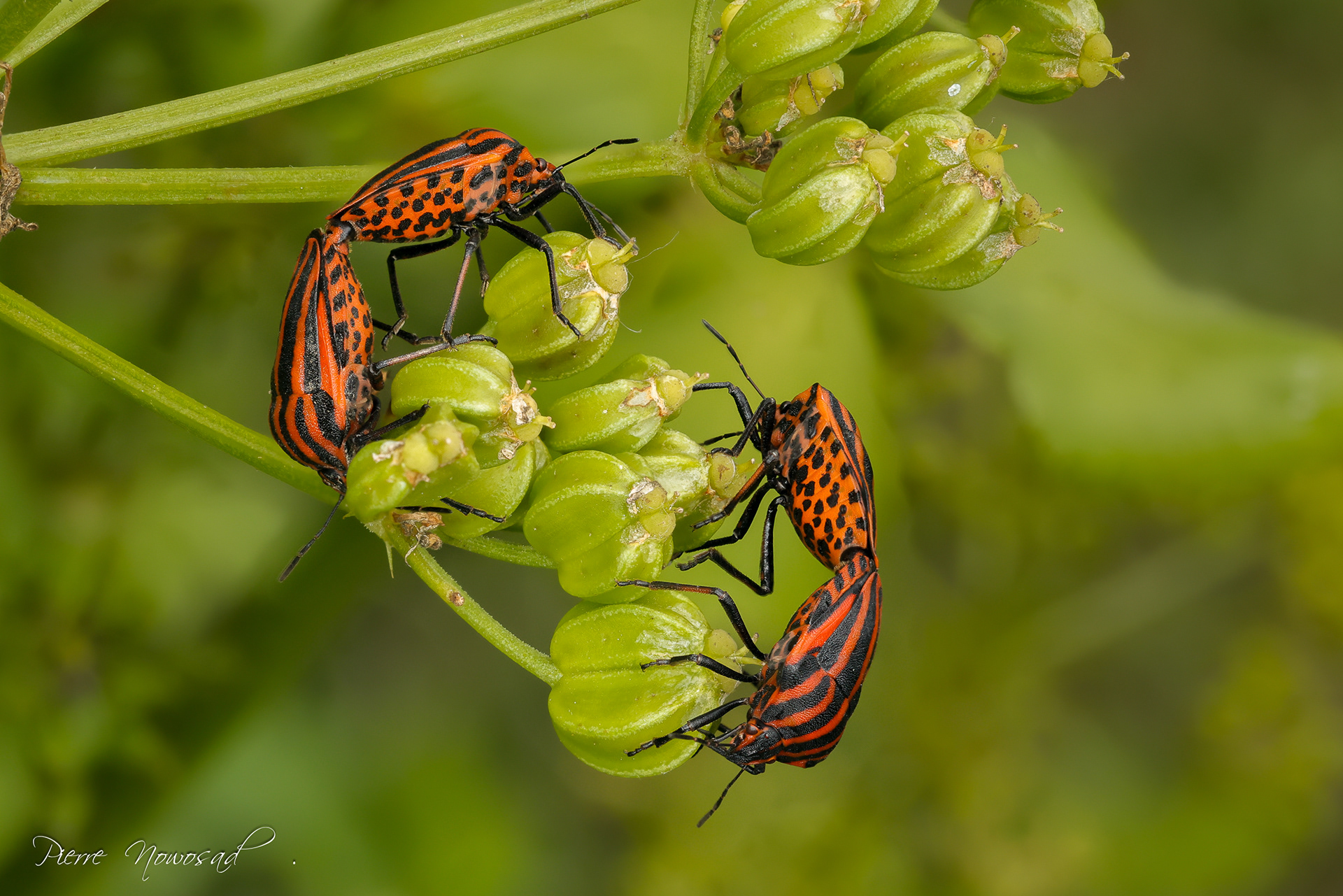 Pyamawants