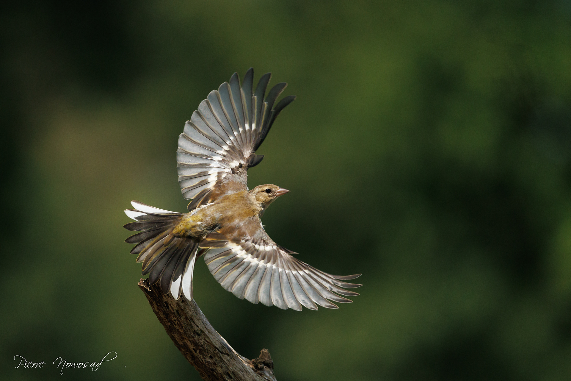 Vink