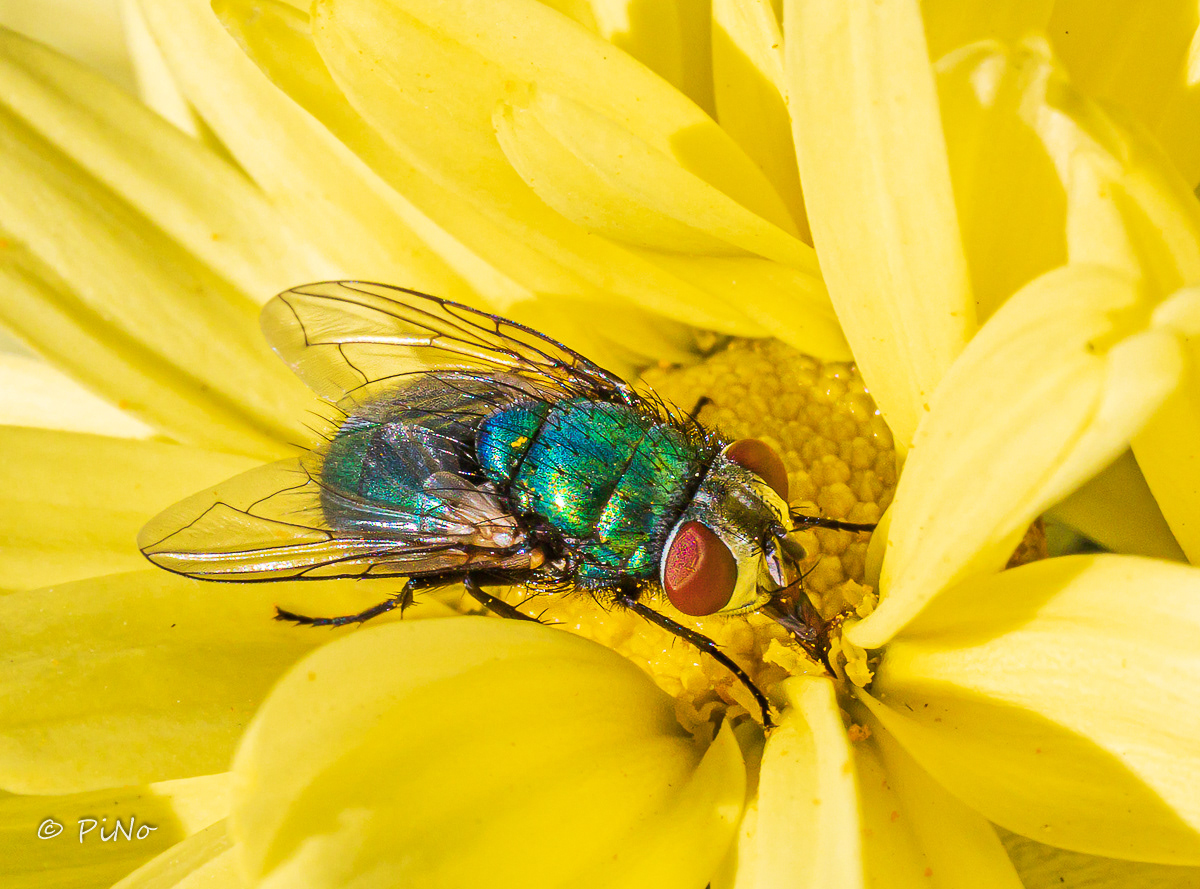 Groene Vleesvlieg