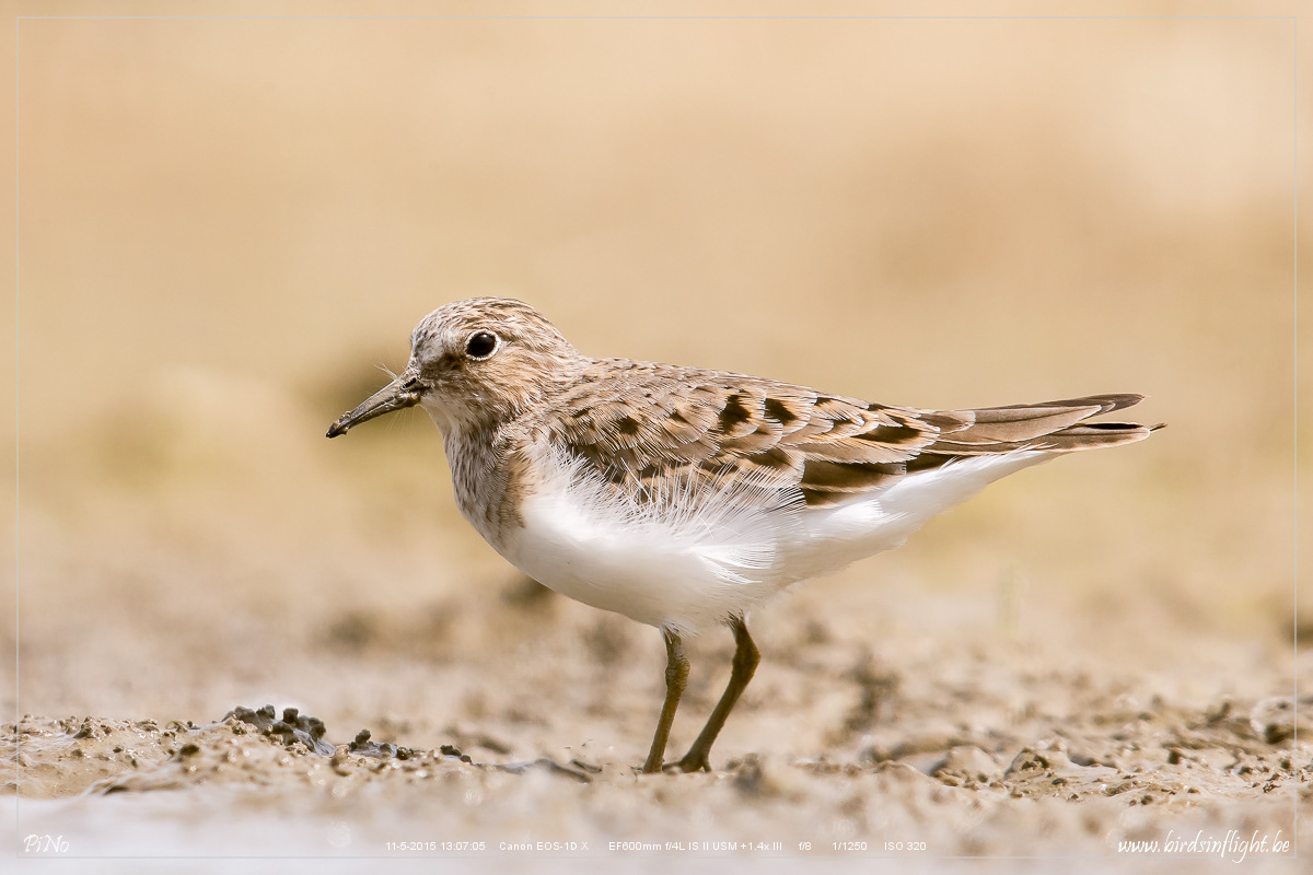 Temmincks Strandloper