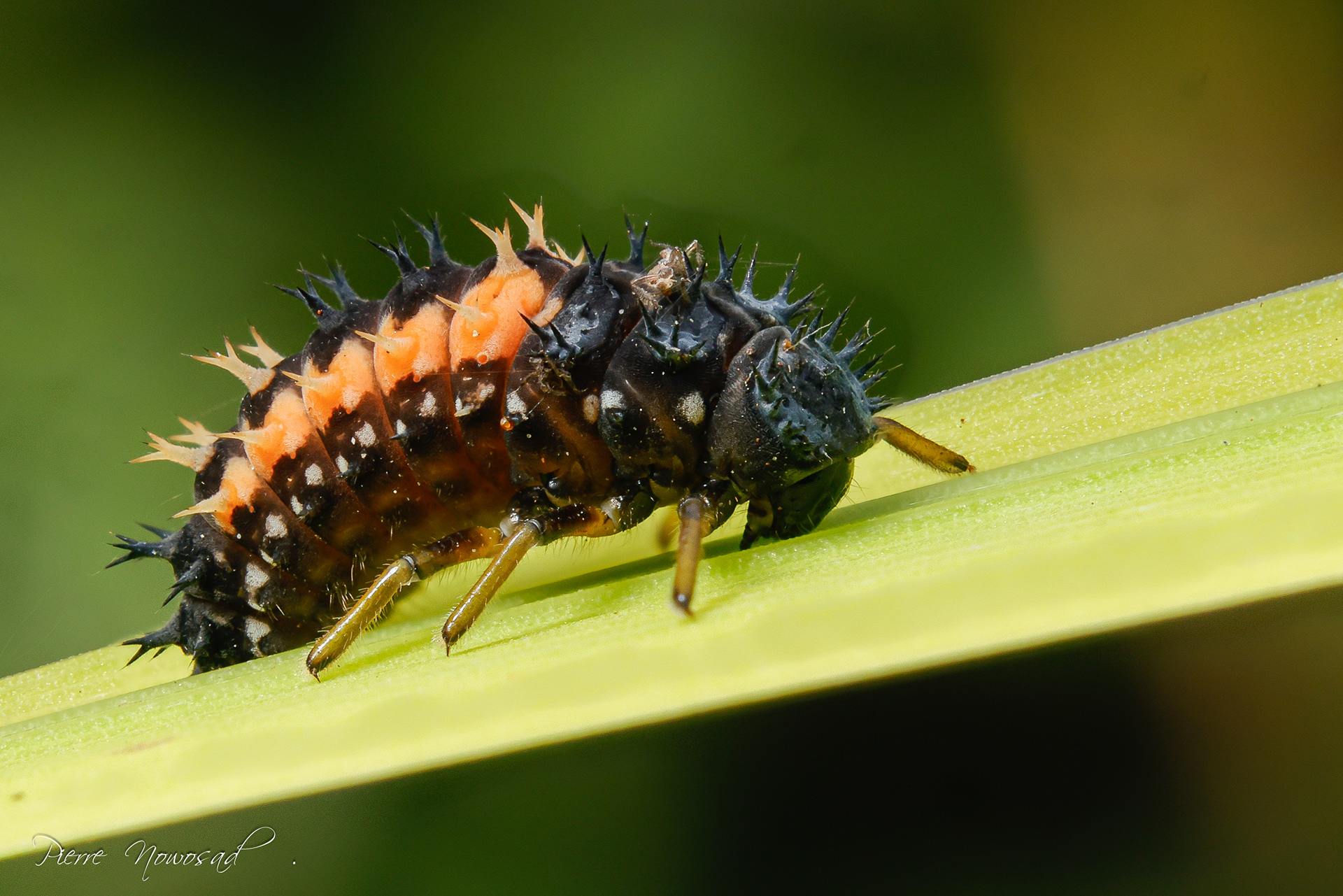 Aziatisch Lieveheersbeestje