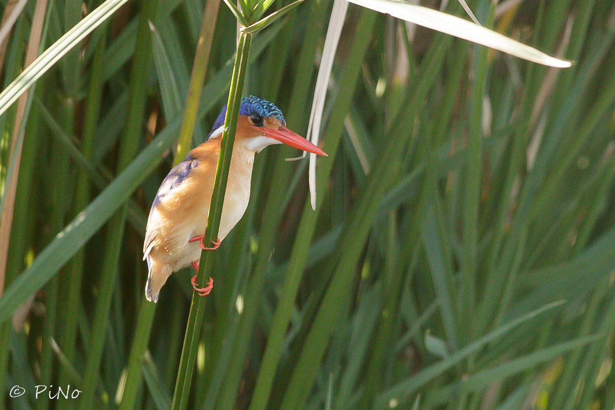 Malachietijsvogel