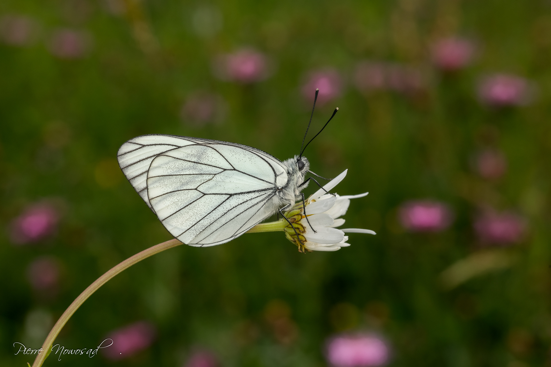 Groot Geaderd Witje