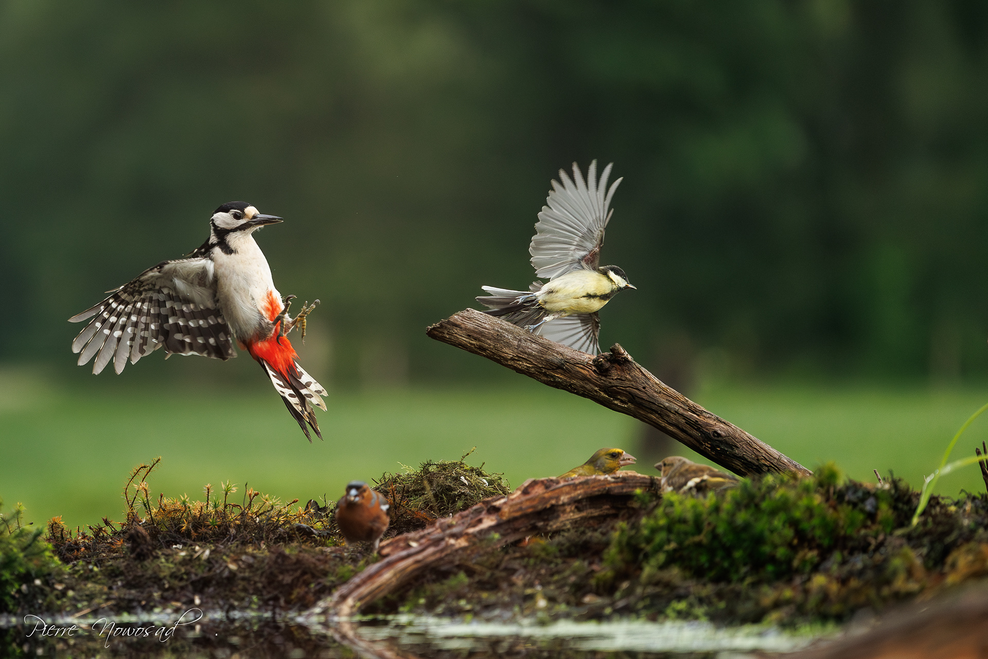 Grote Bonte Specht