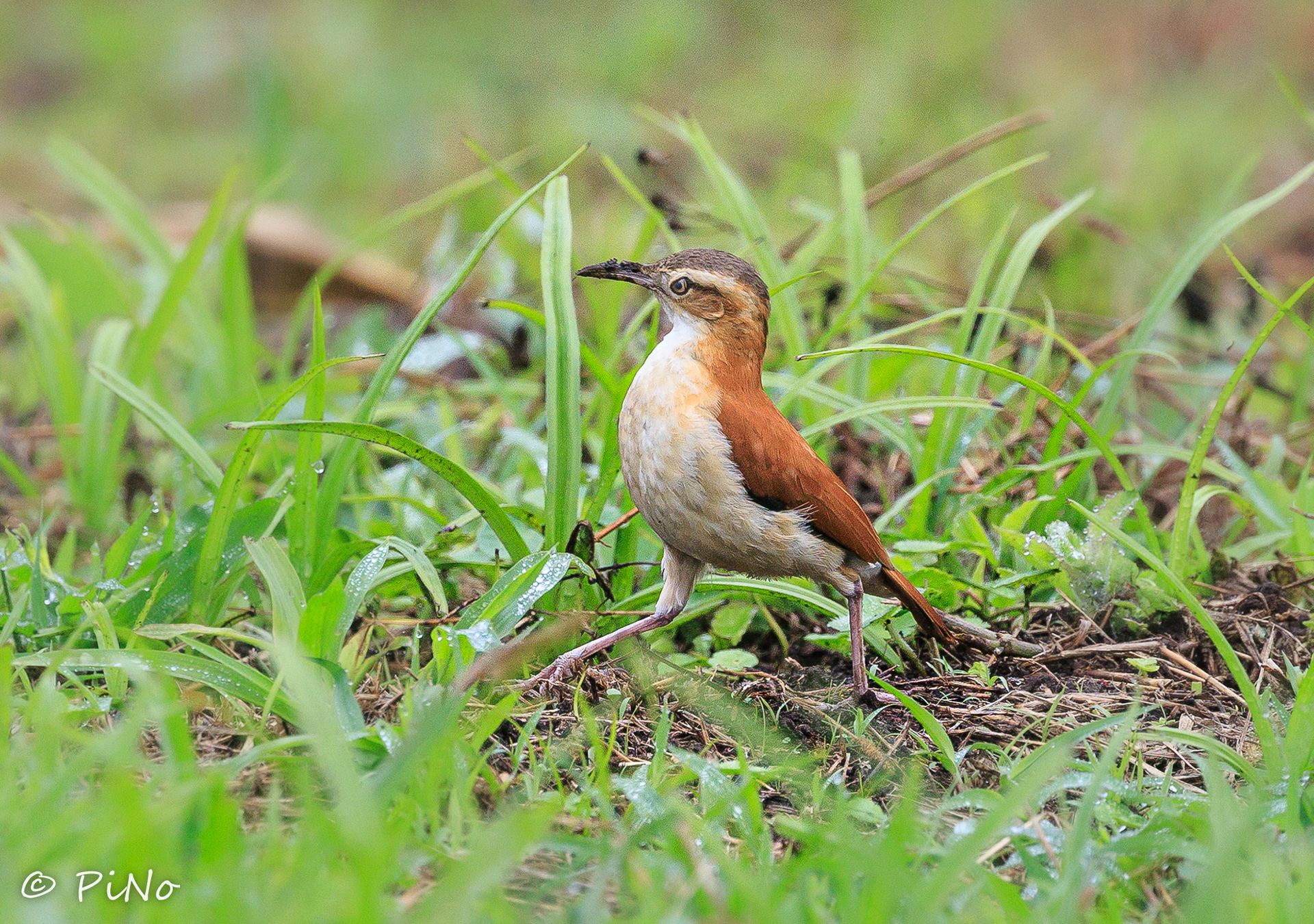 Witbanddovenvogel