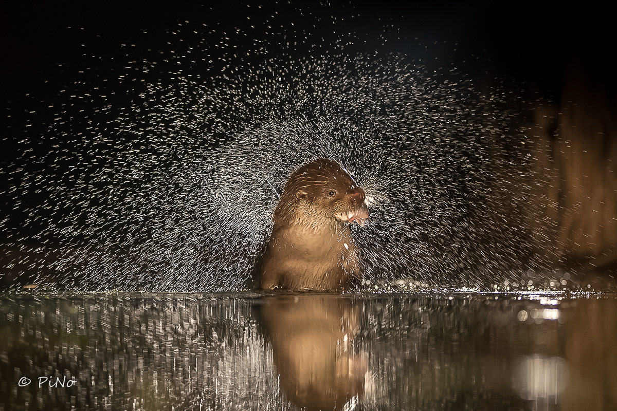 Otter