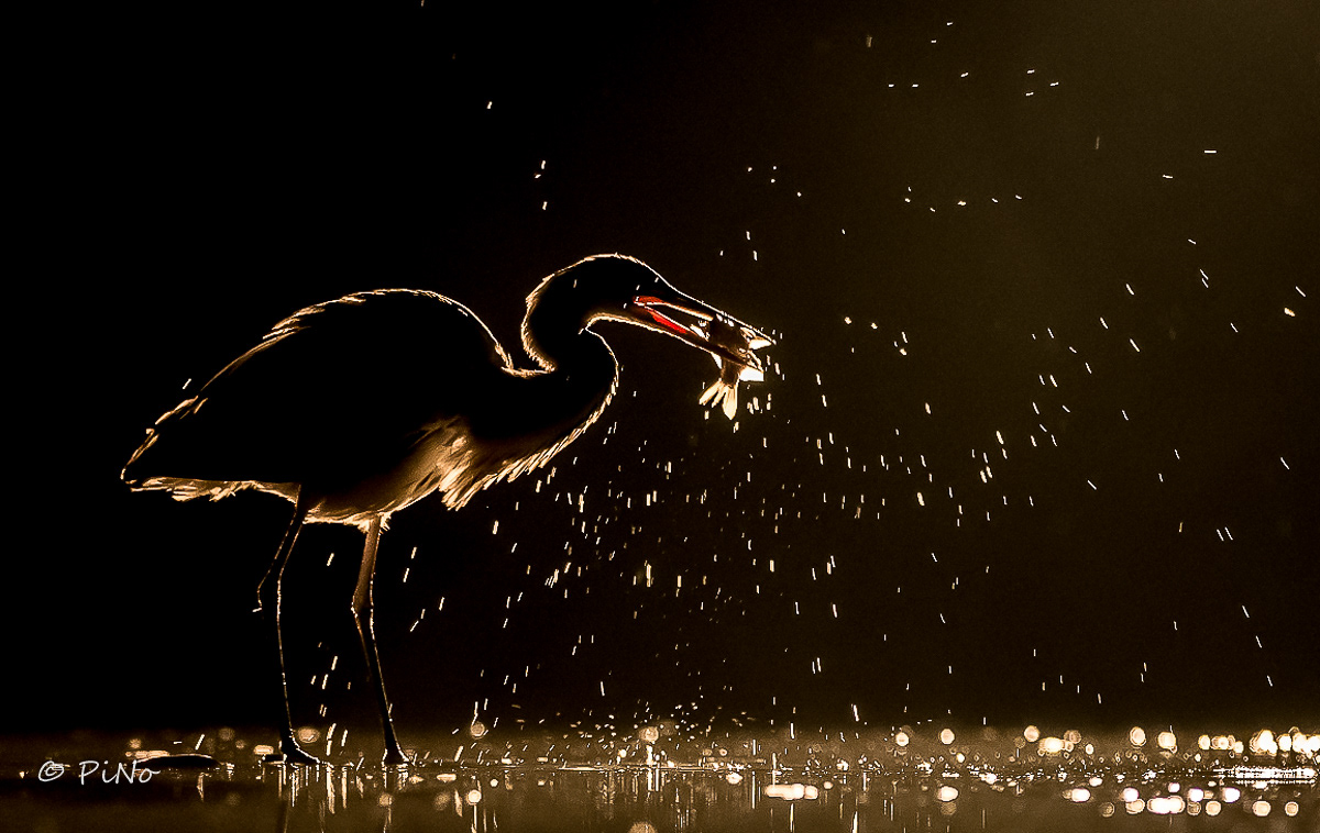 Blauwe Reiger
