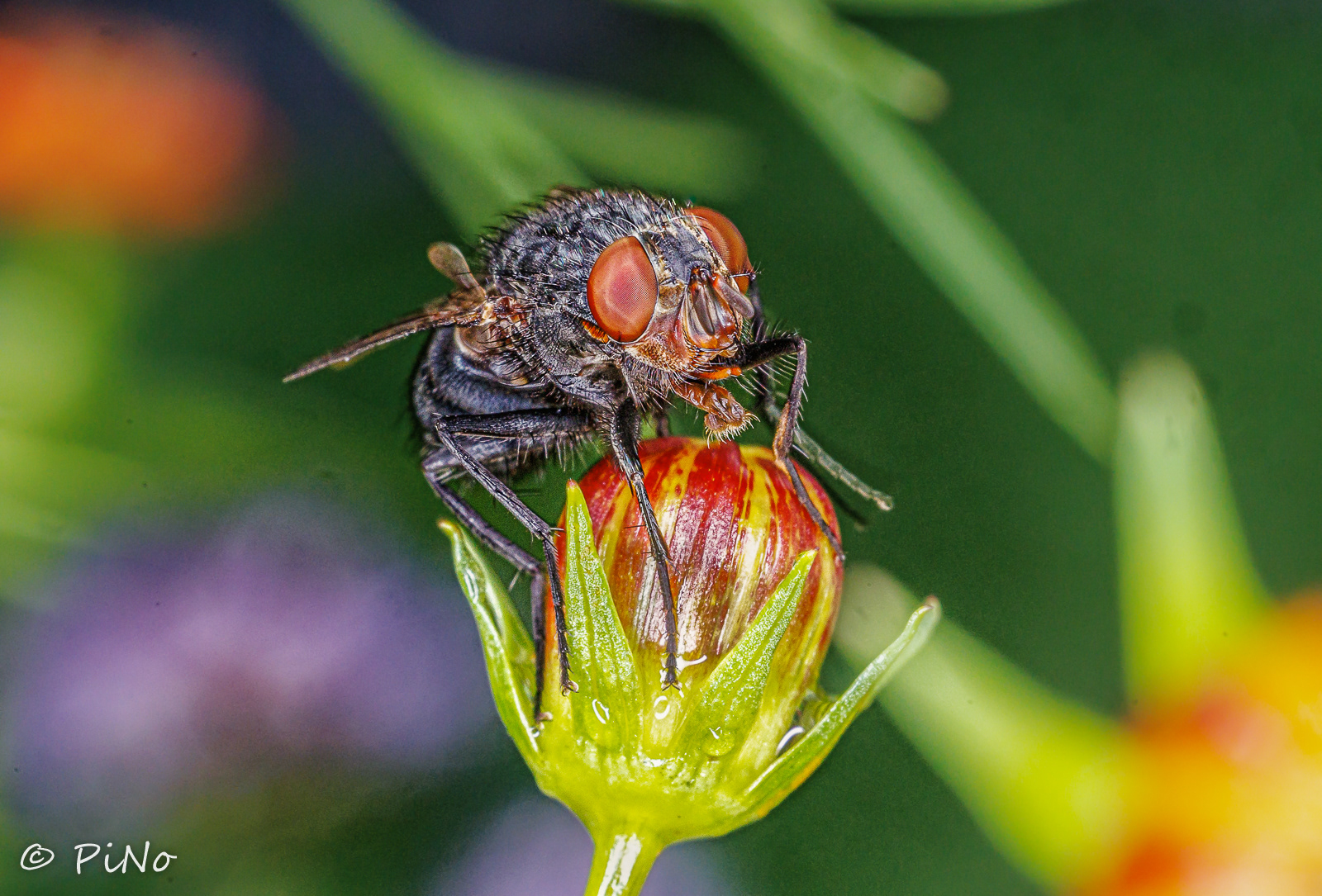 Roodwangbromvlieg (Calliphora vicina) is een vliegensoort uit de familie Calliphoridae en wordt gezien als belangrijk voor de forensische entomologie.