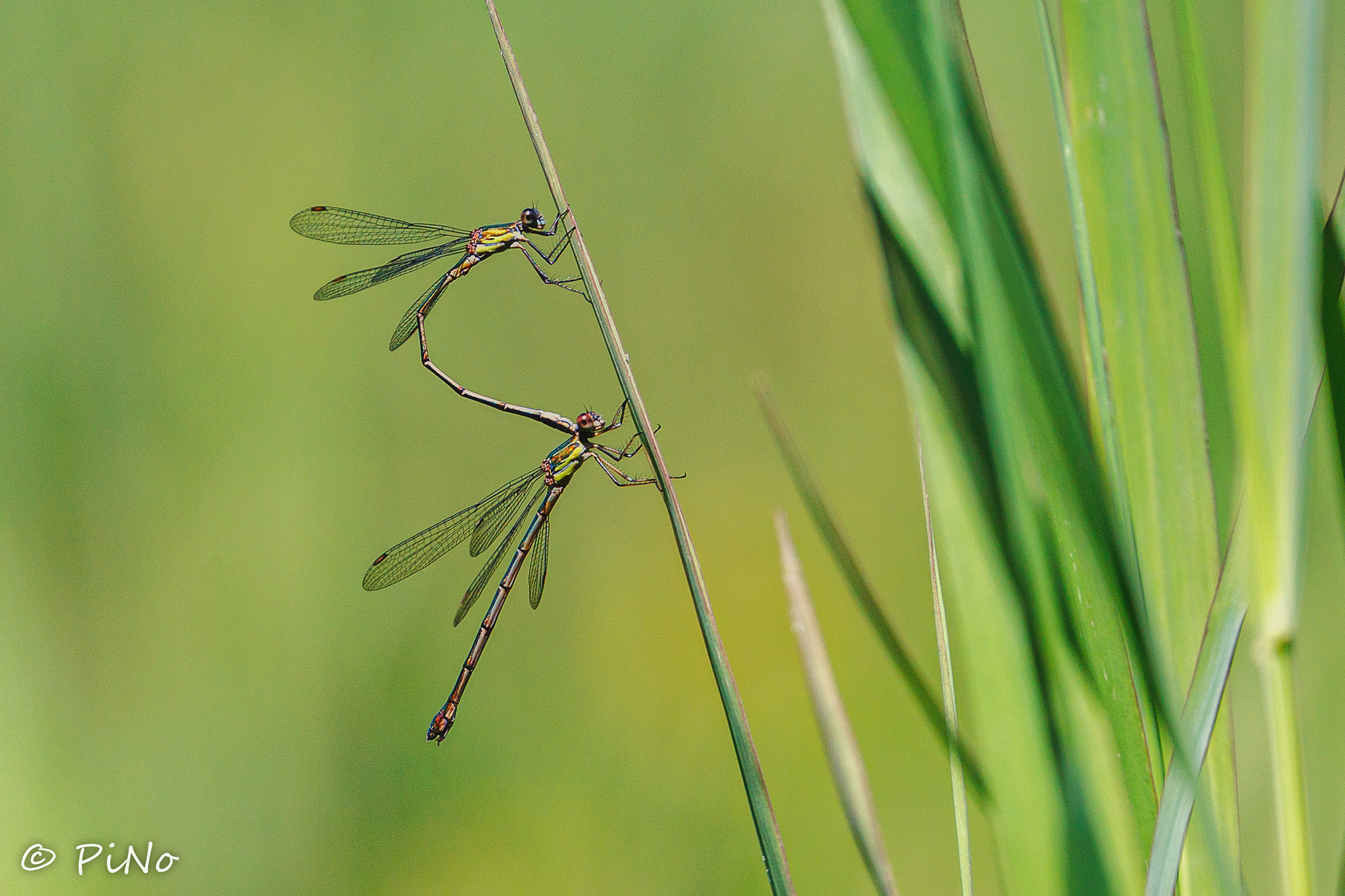 Tengere Pantserjuffer ( Lestes virens )