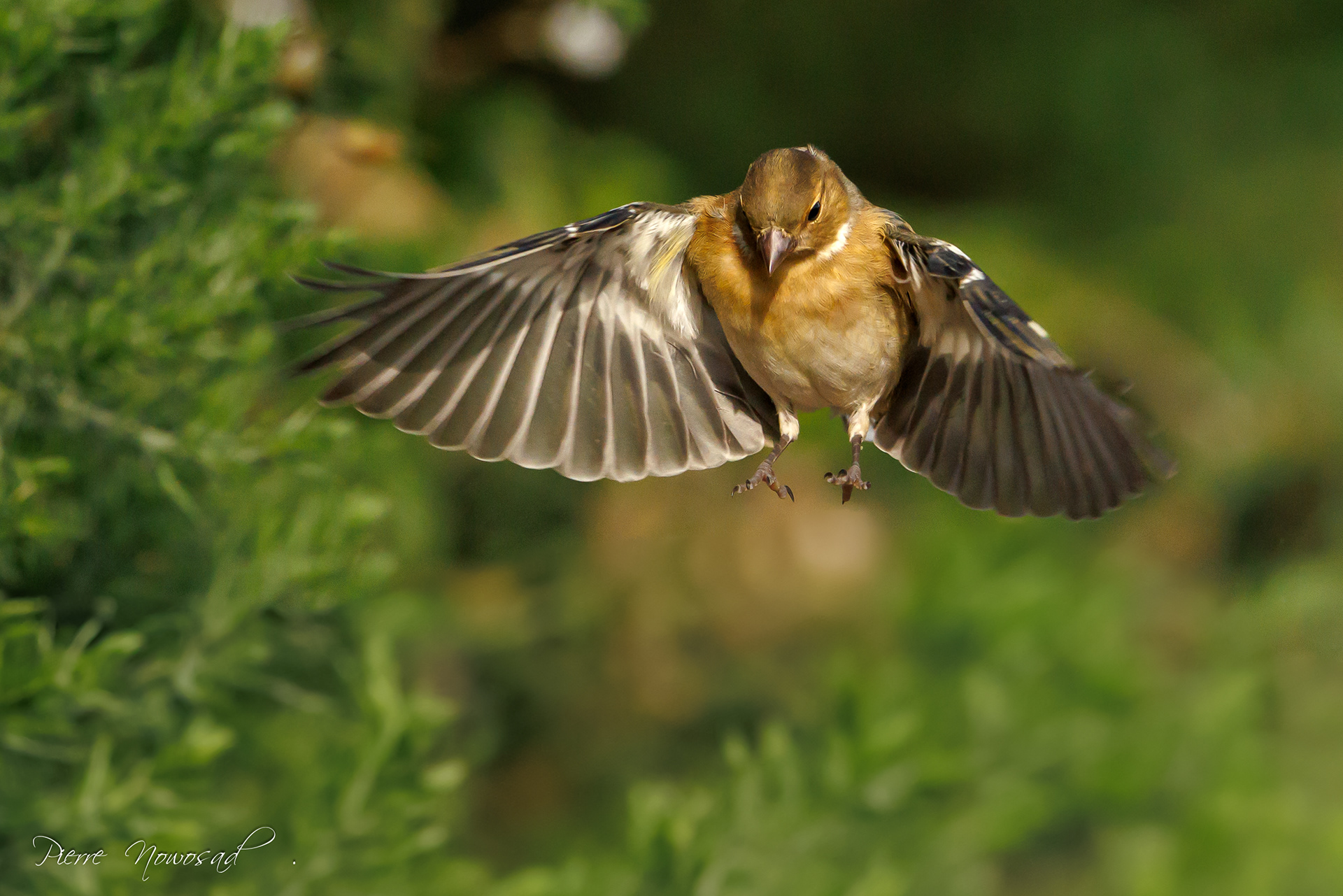 Vink
