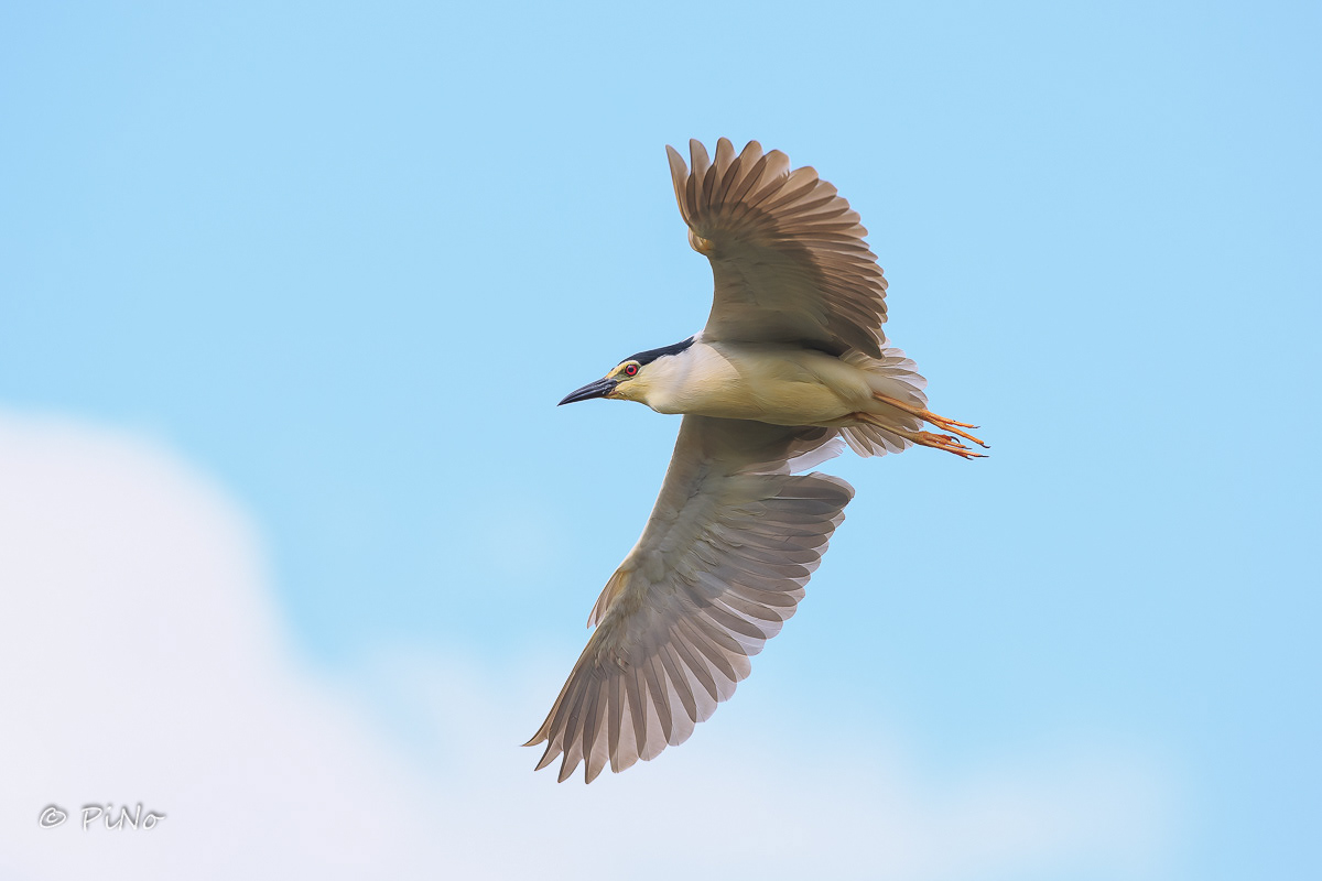 Kwak