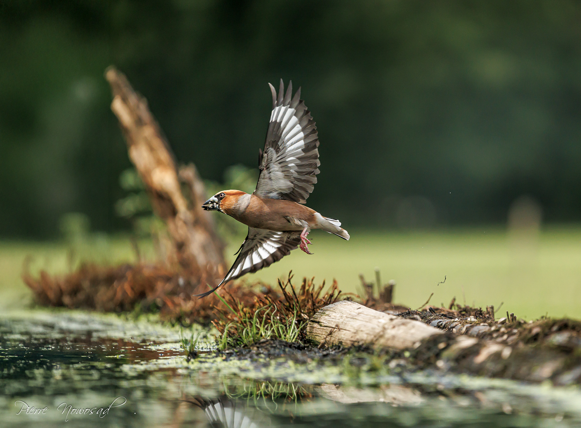 Appelvink
