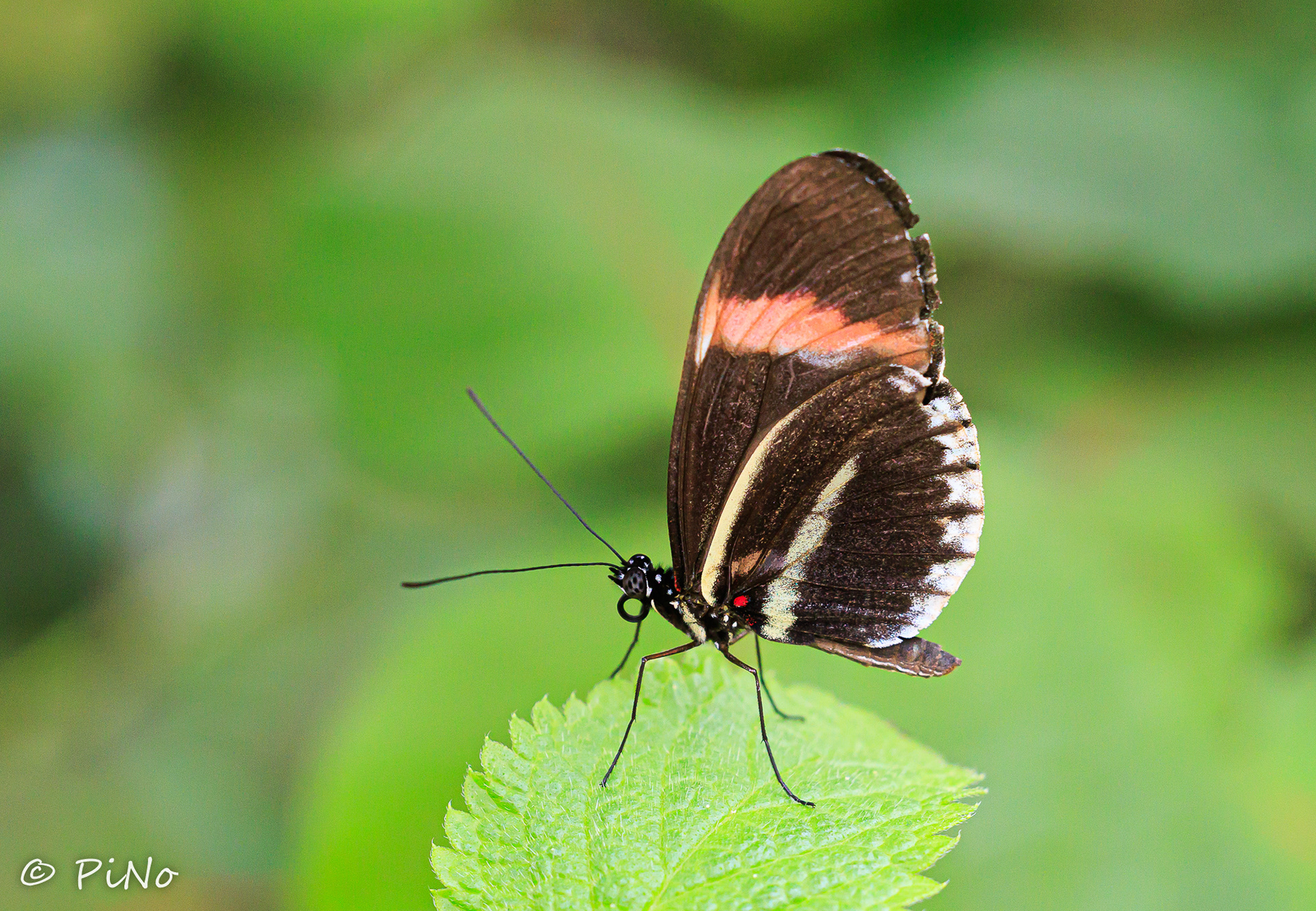 Heliconius