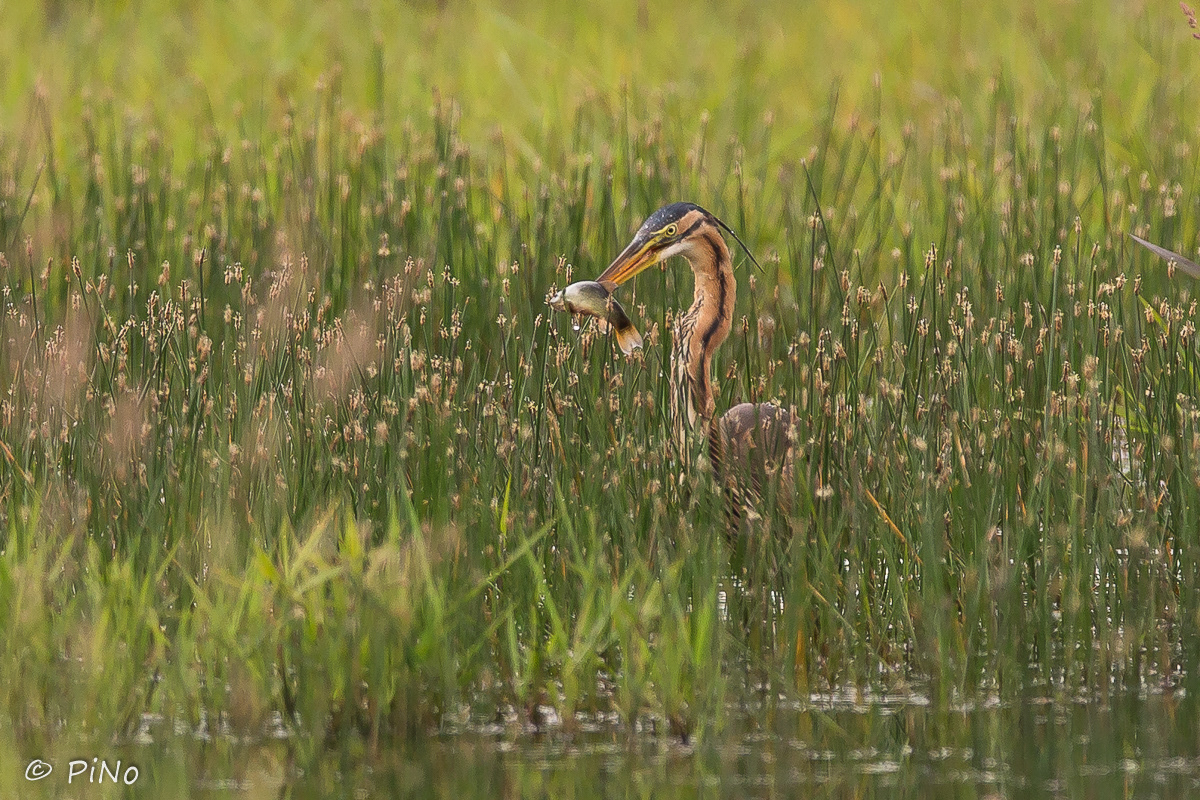 Purperreiger
